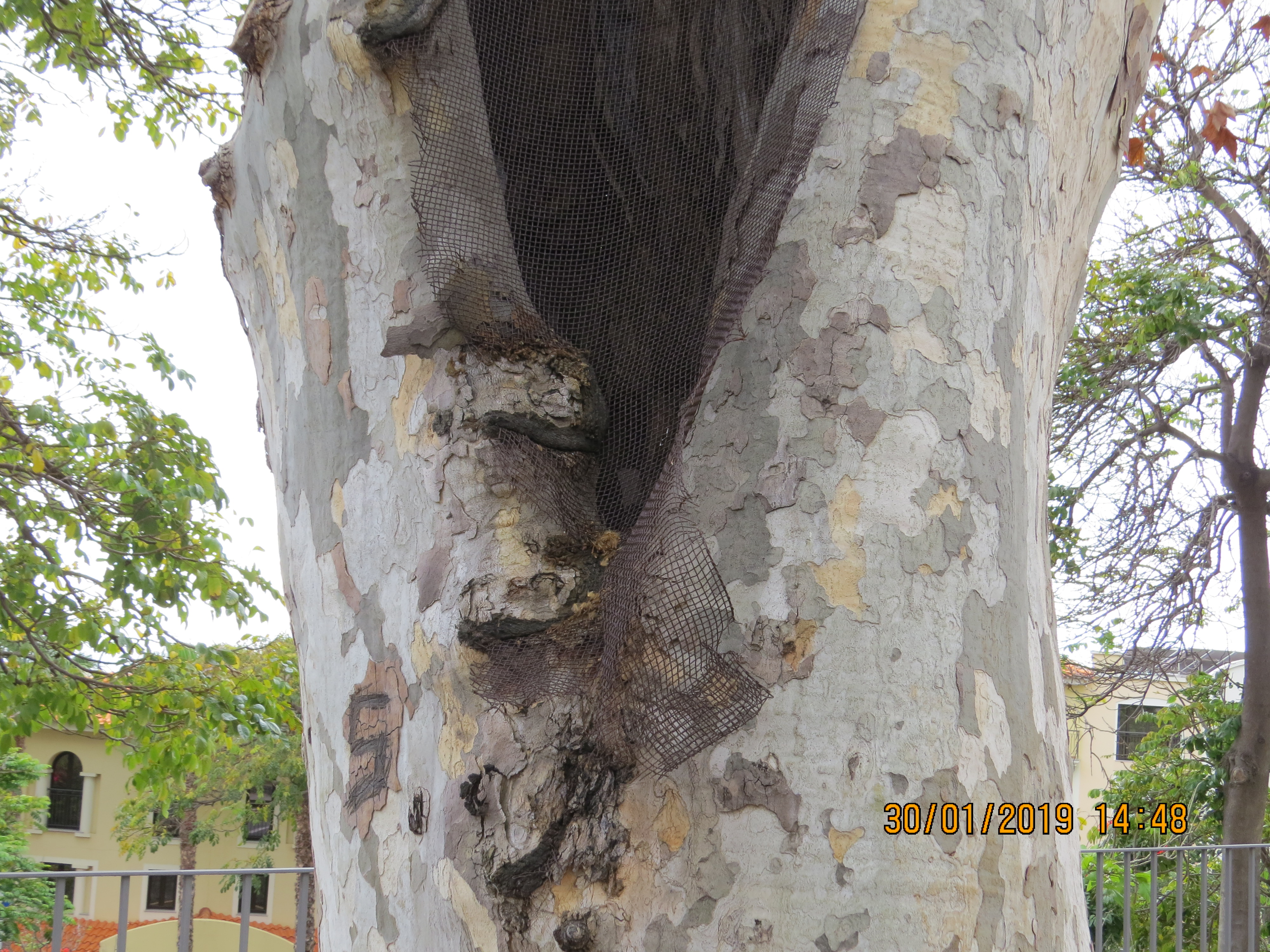 tree34fromendof2roadjunctionwithblackplasticmeshIMG6270