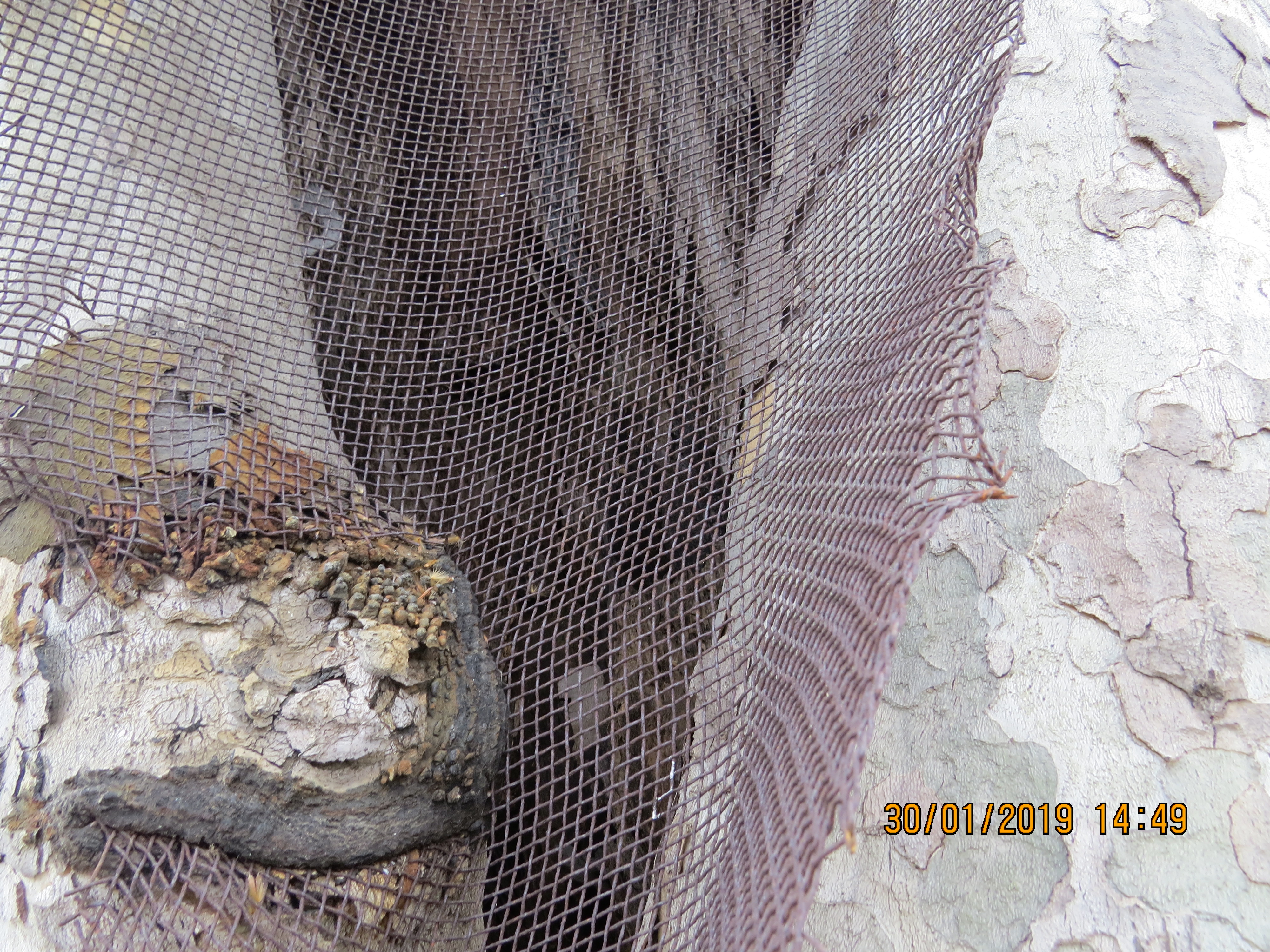 tree34fromendof2roadjunctionwithblackplasticmeshIMG6271