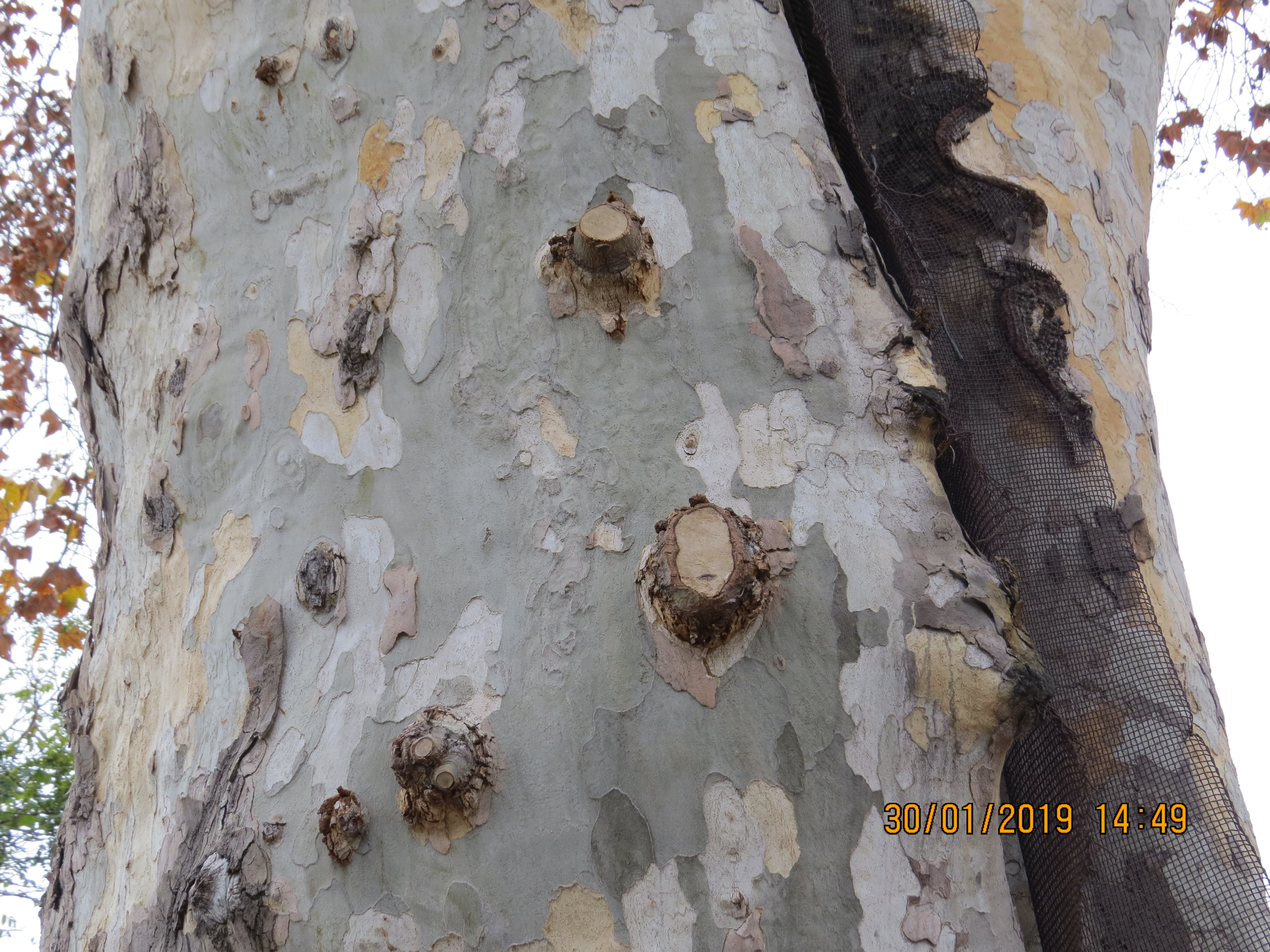 tree34fromendof2roadjunctionwithblackplasticmeshIMG6272