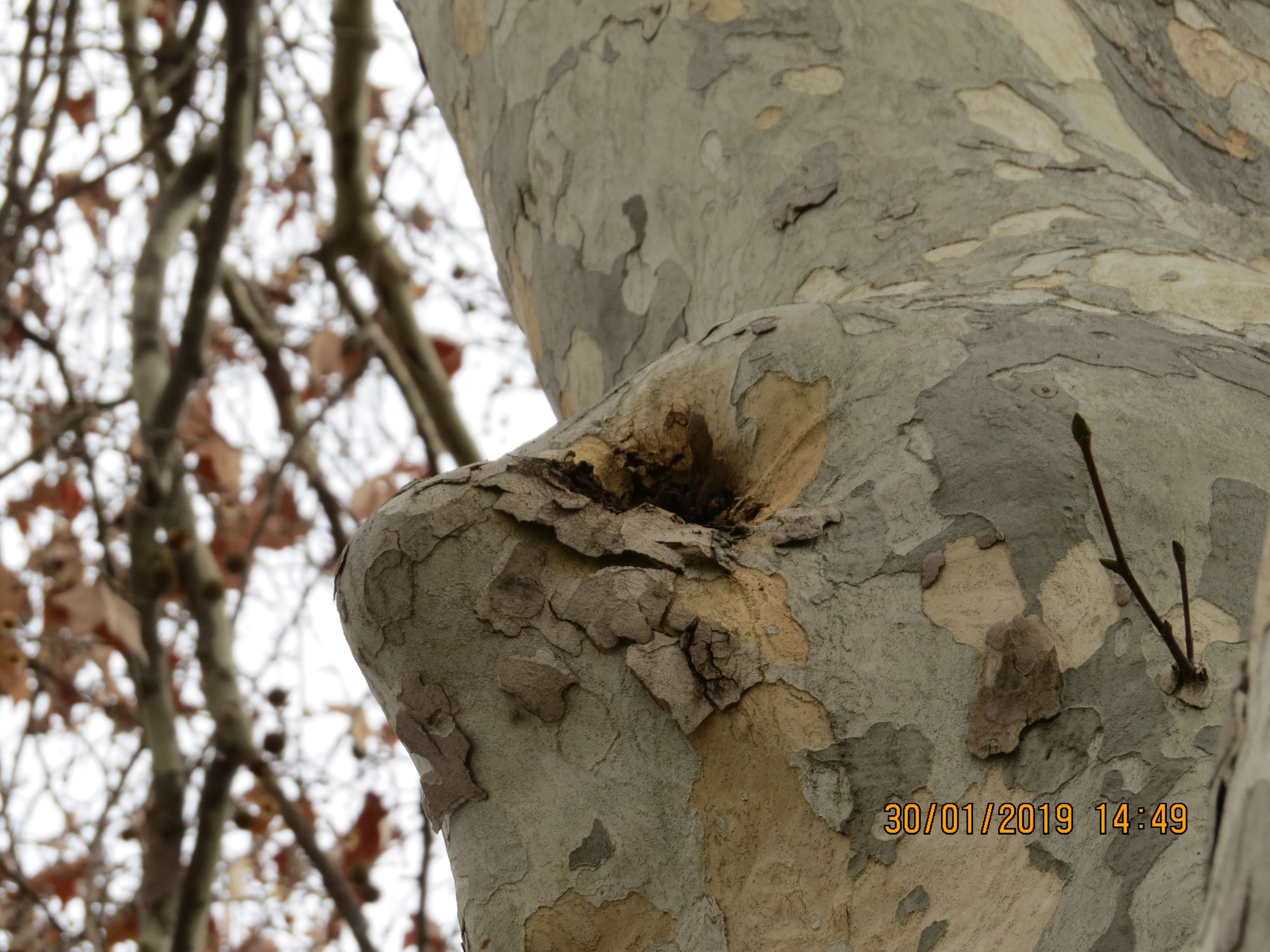 tree34fromendof2roadjunctionwithblackplasticmeshIMG6273