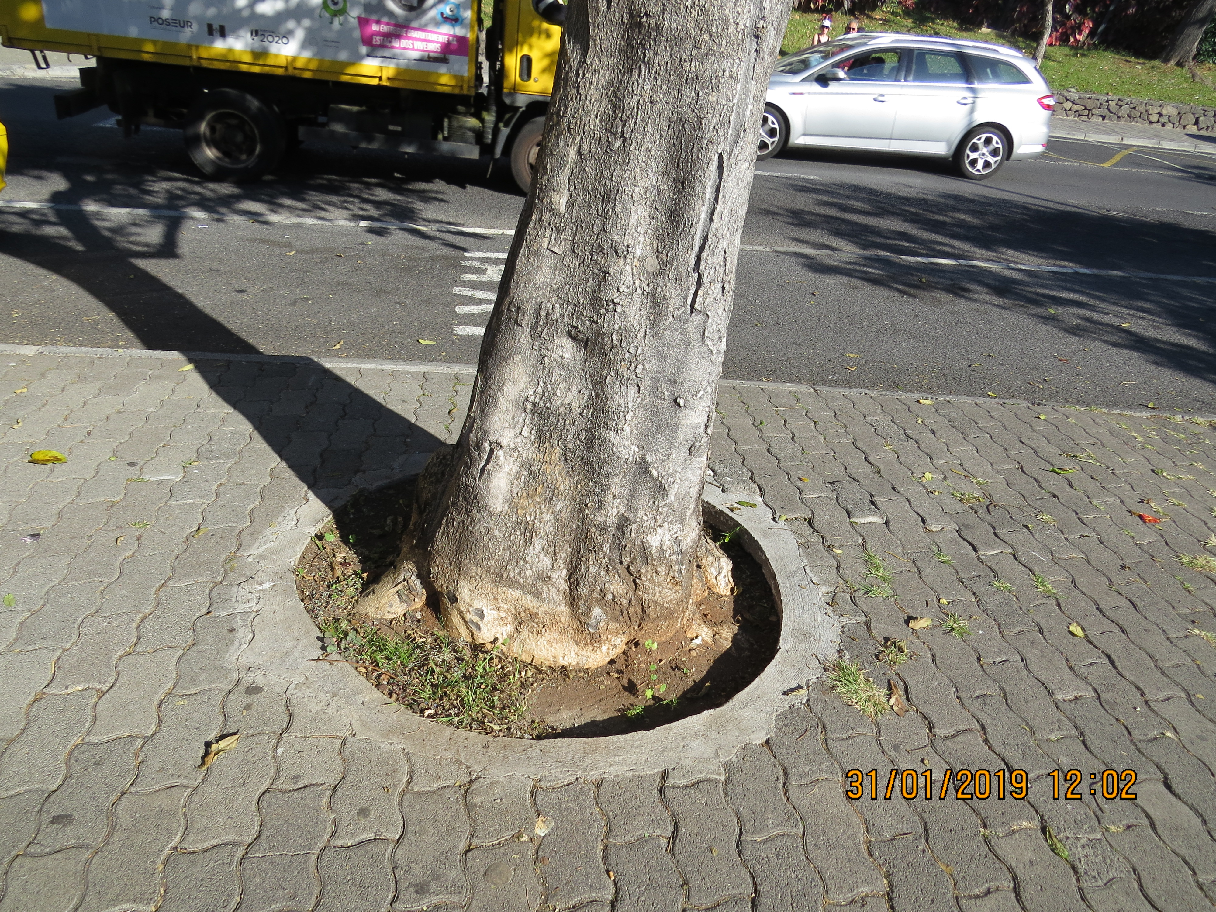 tree40frompestanapromenadebylidotaxirankIMG6300