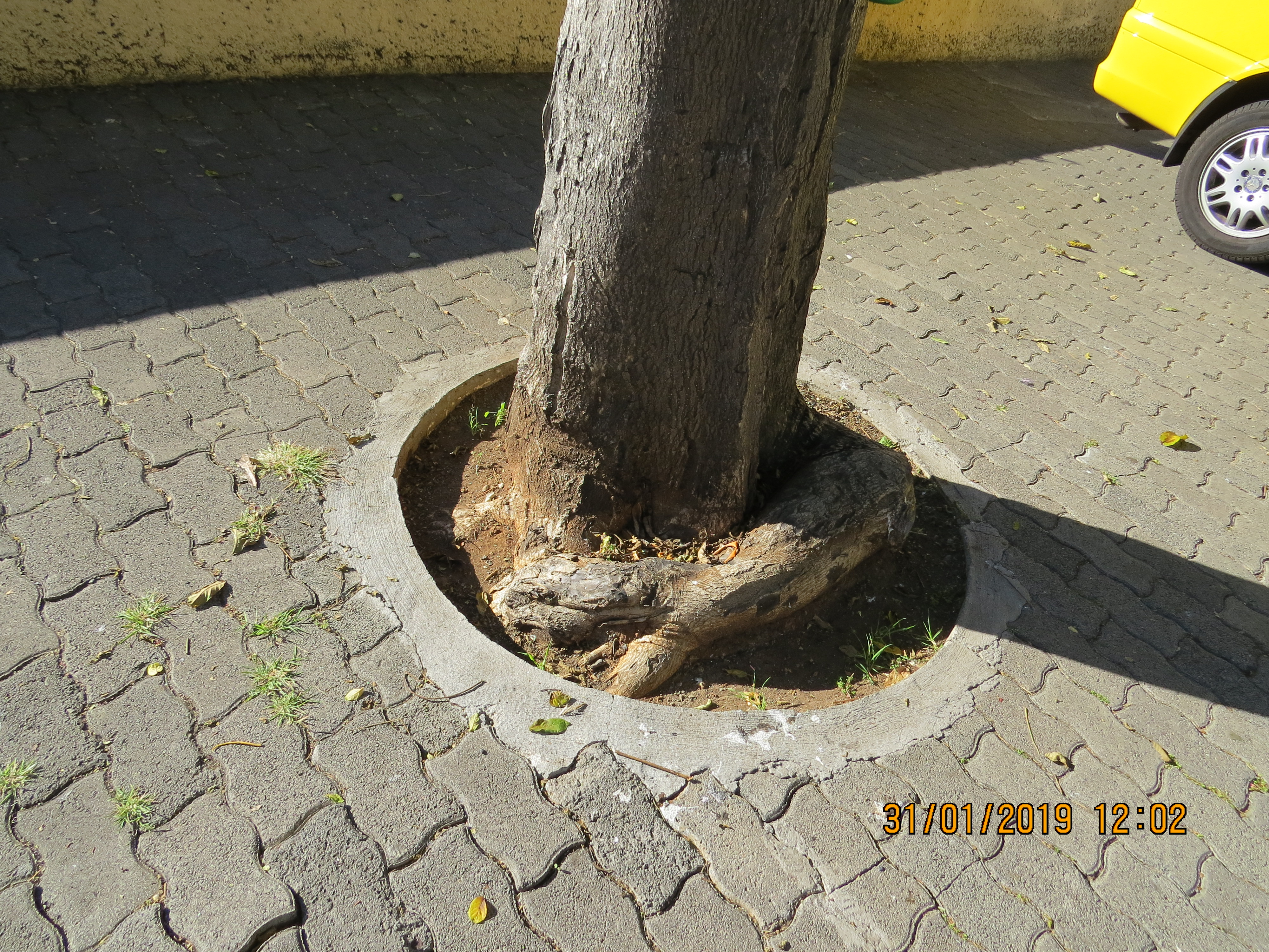 tree41frompestanapromenadebylidotaxirankIMG6301