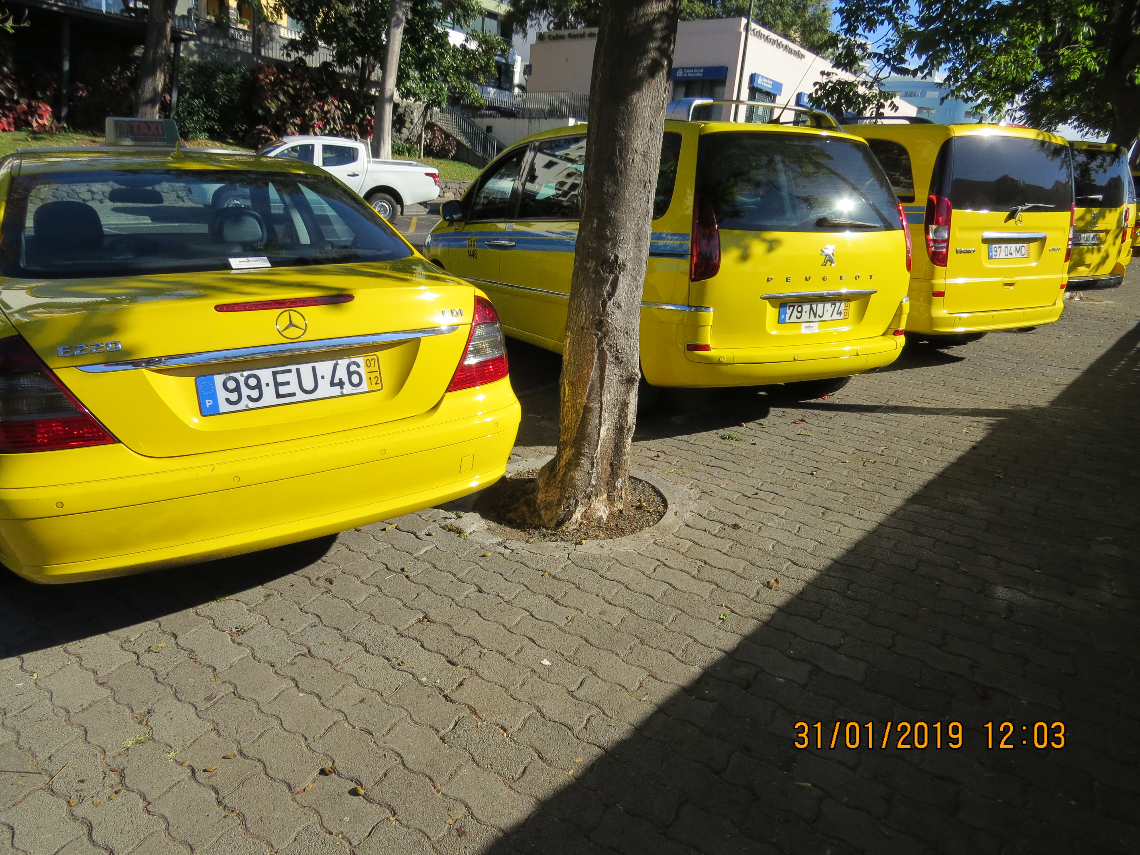 tree42frompestanapromenadebylidotaxirankIMG6302