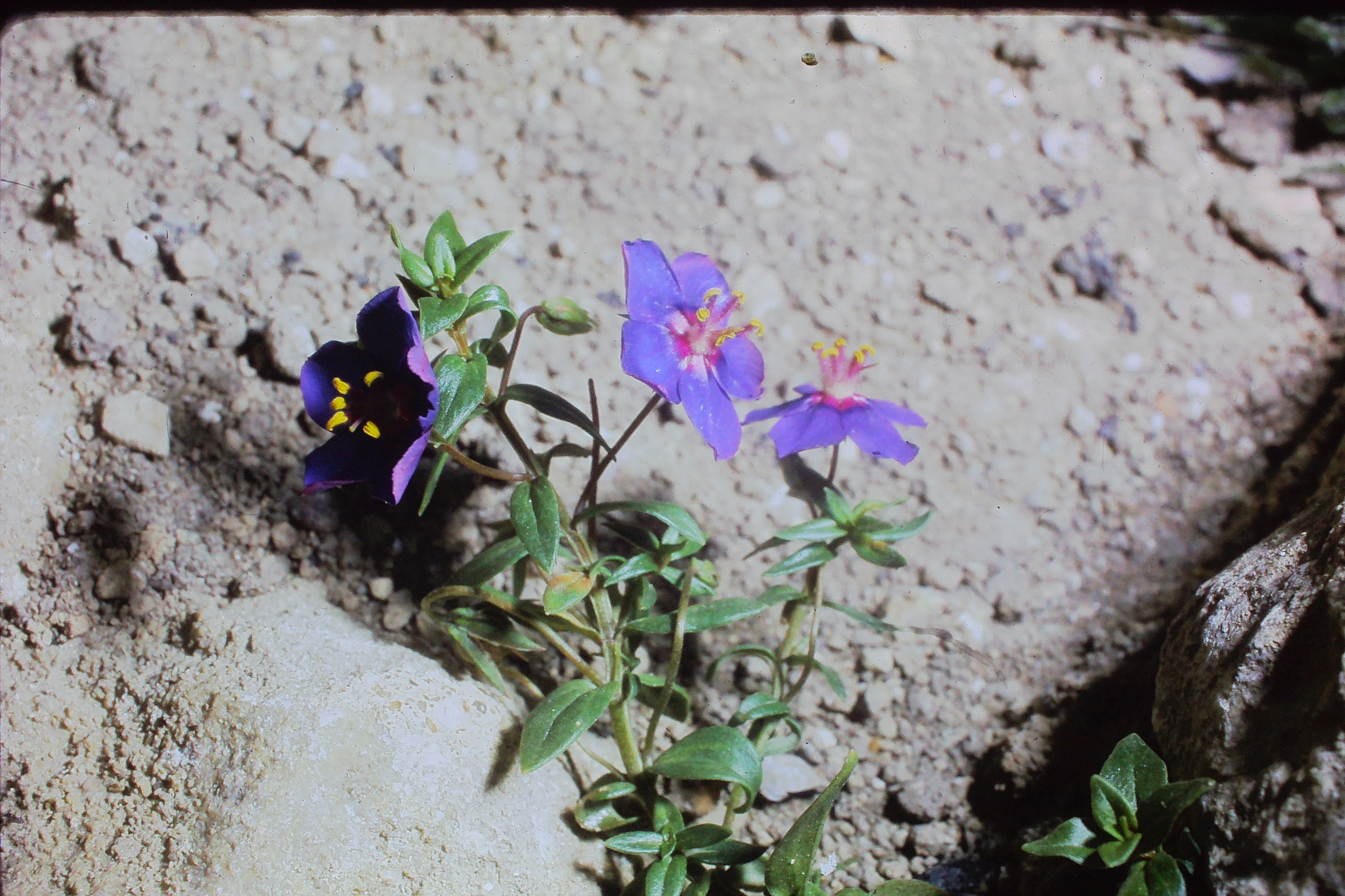 anagallislinifoliiamonelliaug70PICT00290a