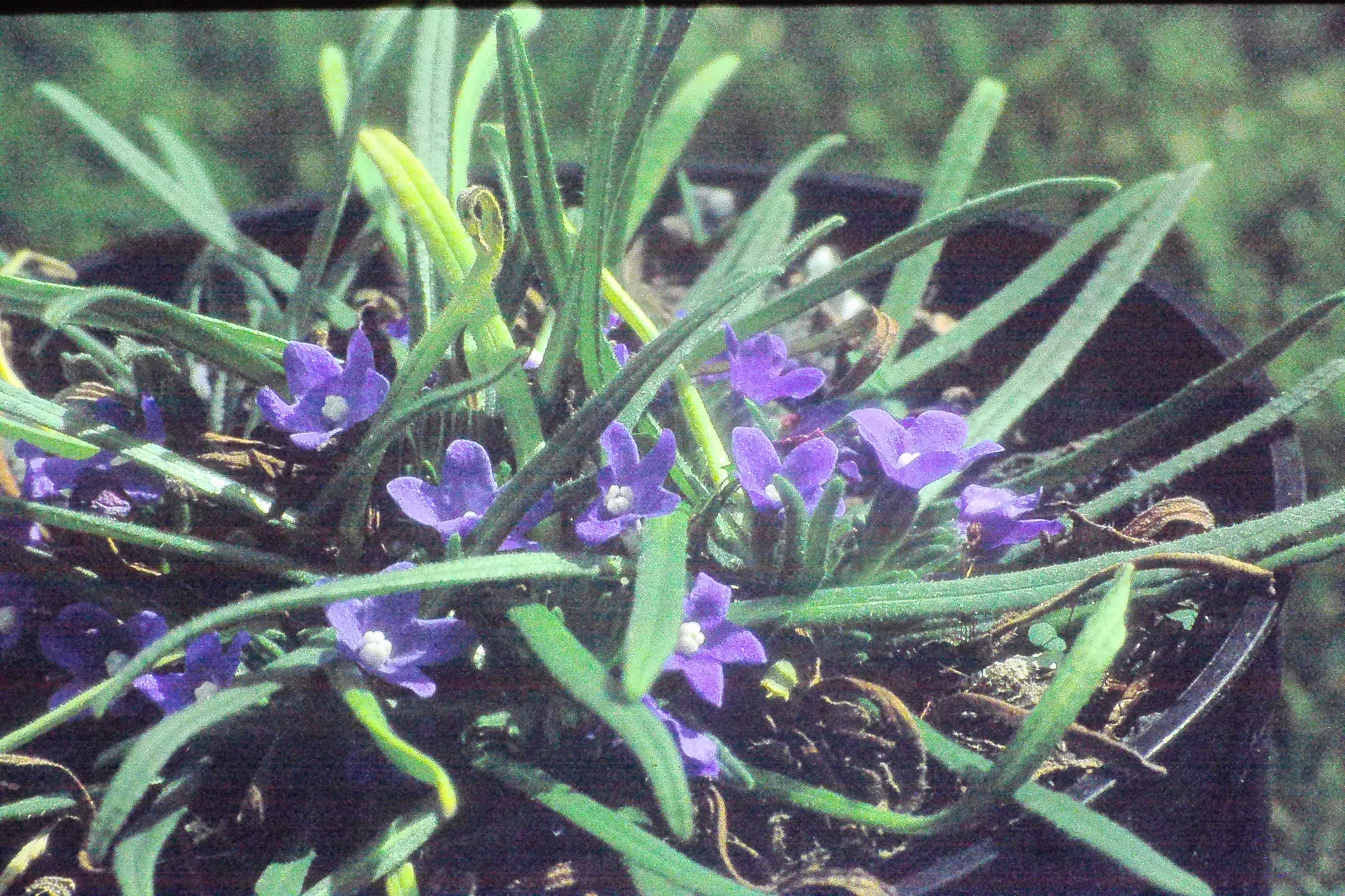 anchusacaespitosaPICT00305a