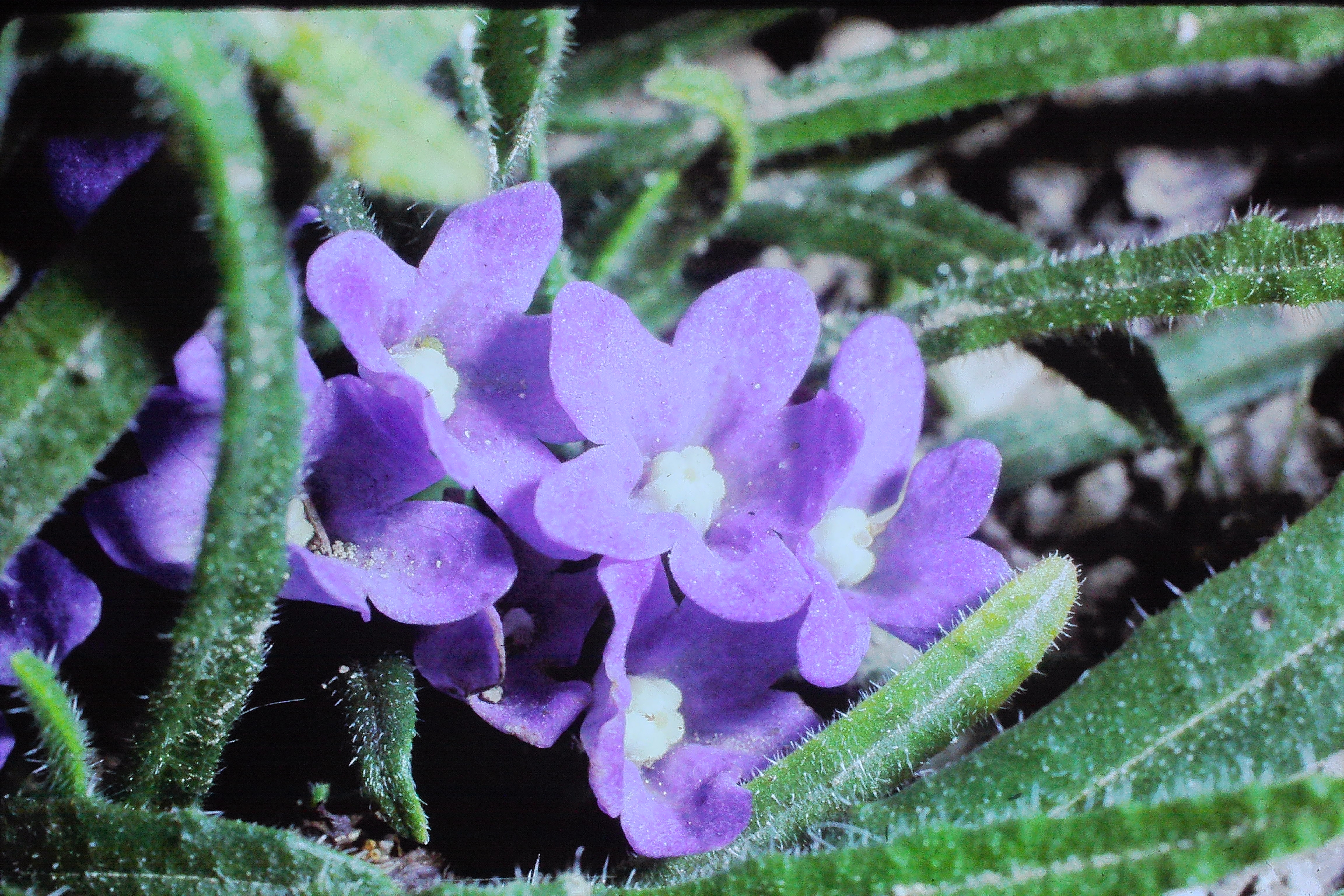 anchusacaespitosamay73PICT00308a