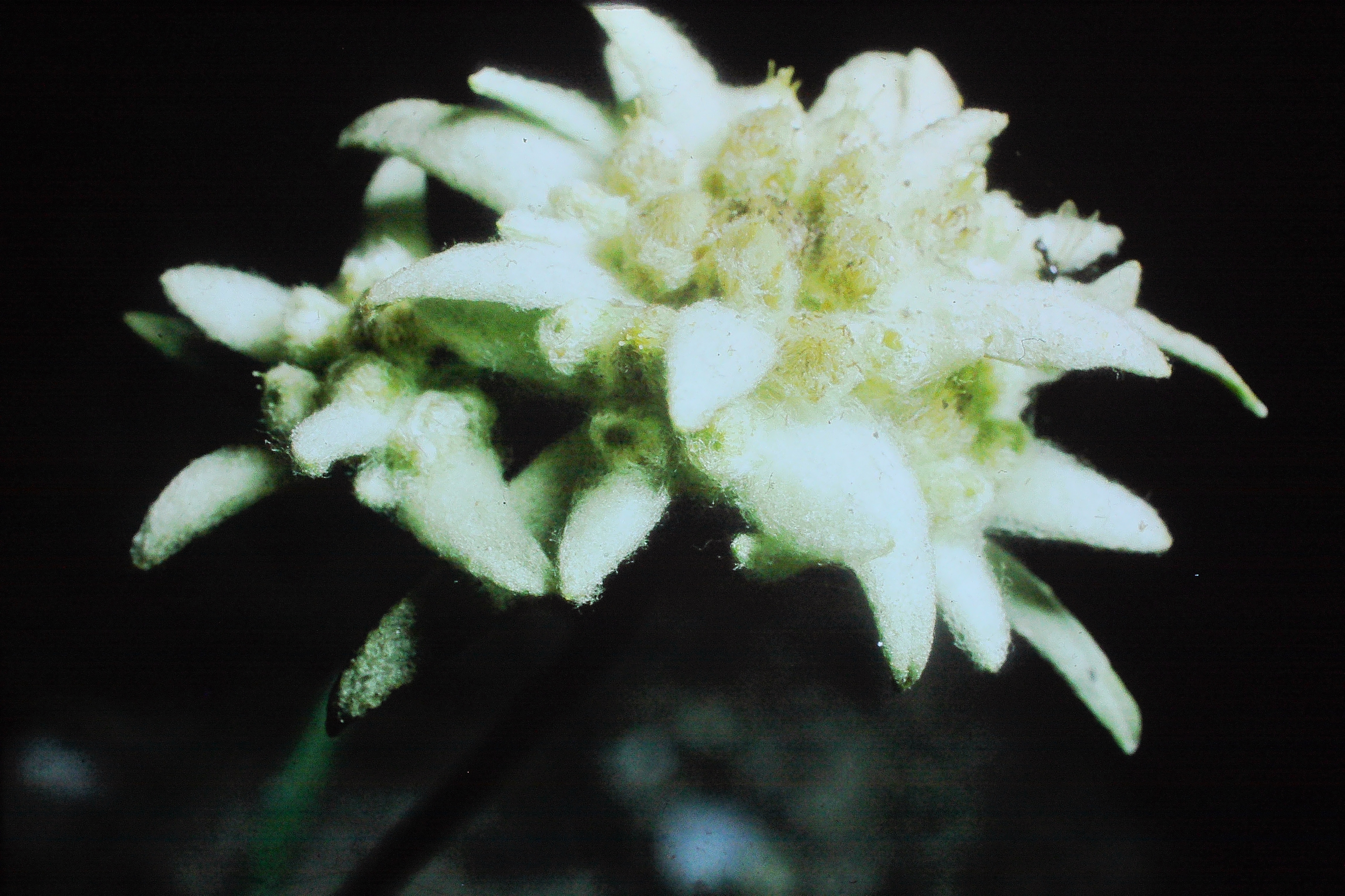 leontopodiumalpinumoct69edelweissPICT03077a