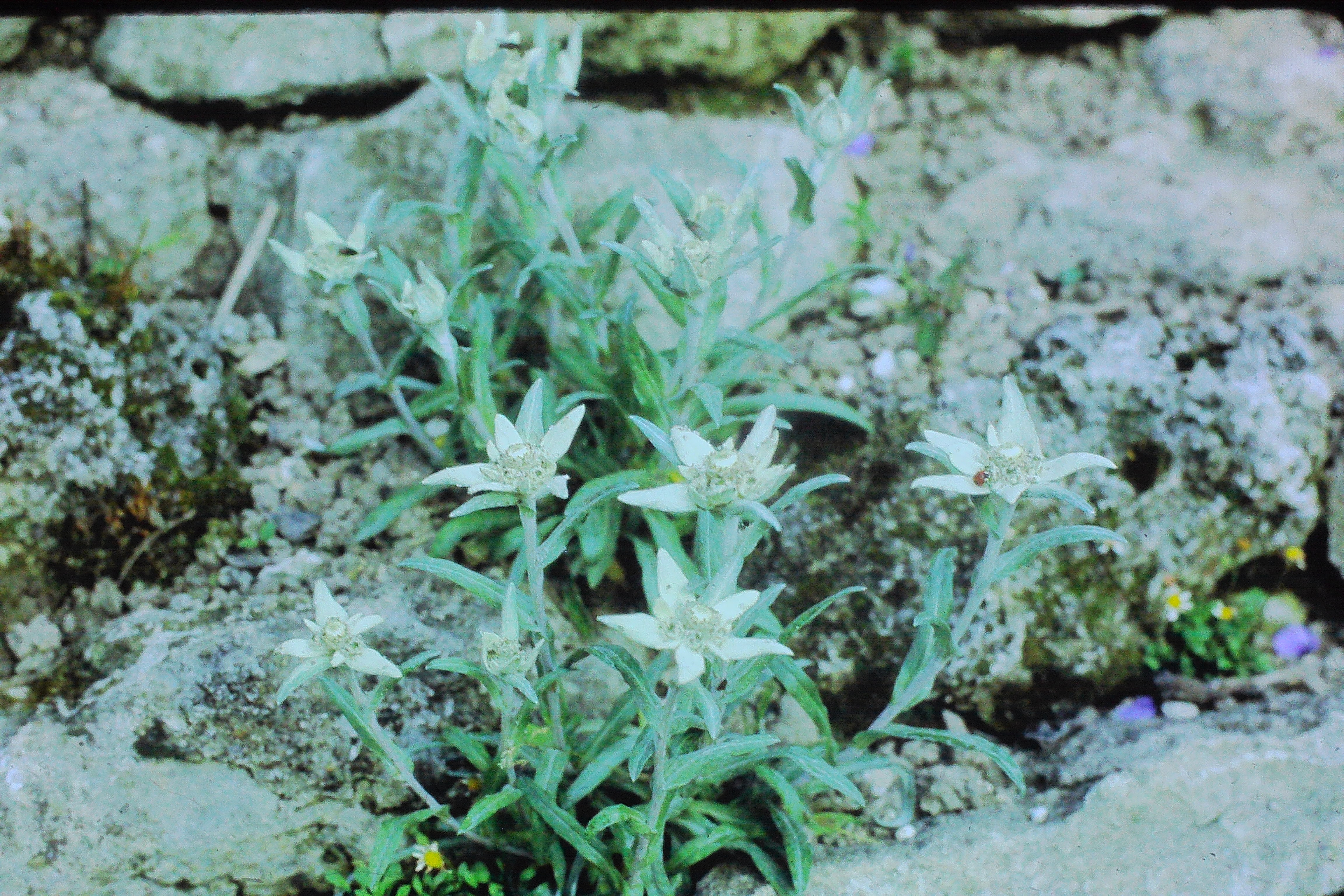 leontopodiumstracheyiedelweissPICT03080a