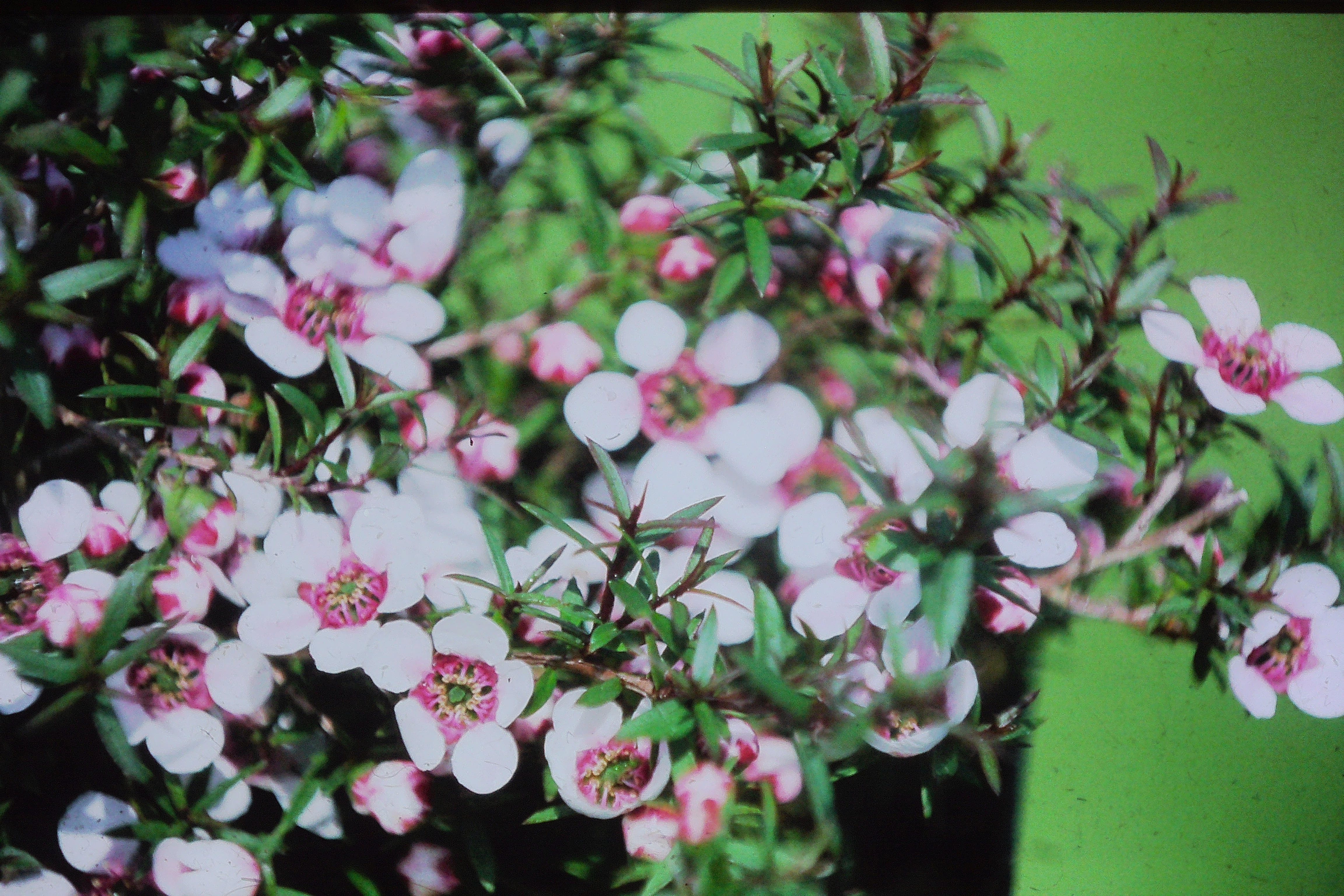 leptospermumscopariumPICT03081a