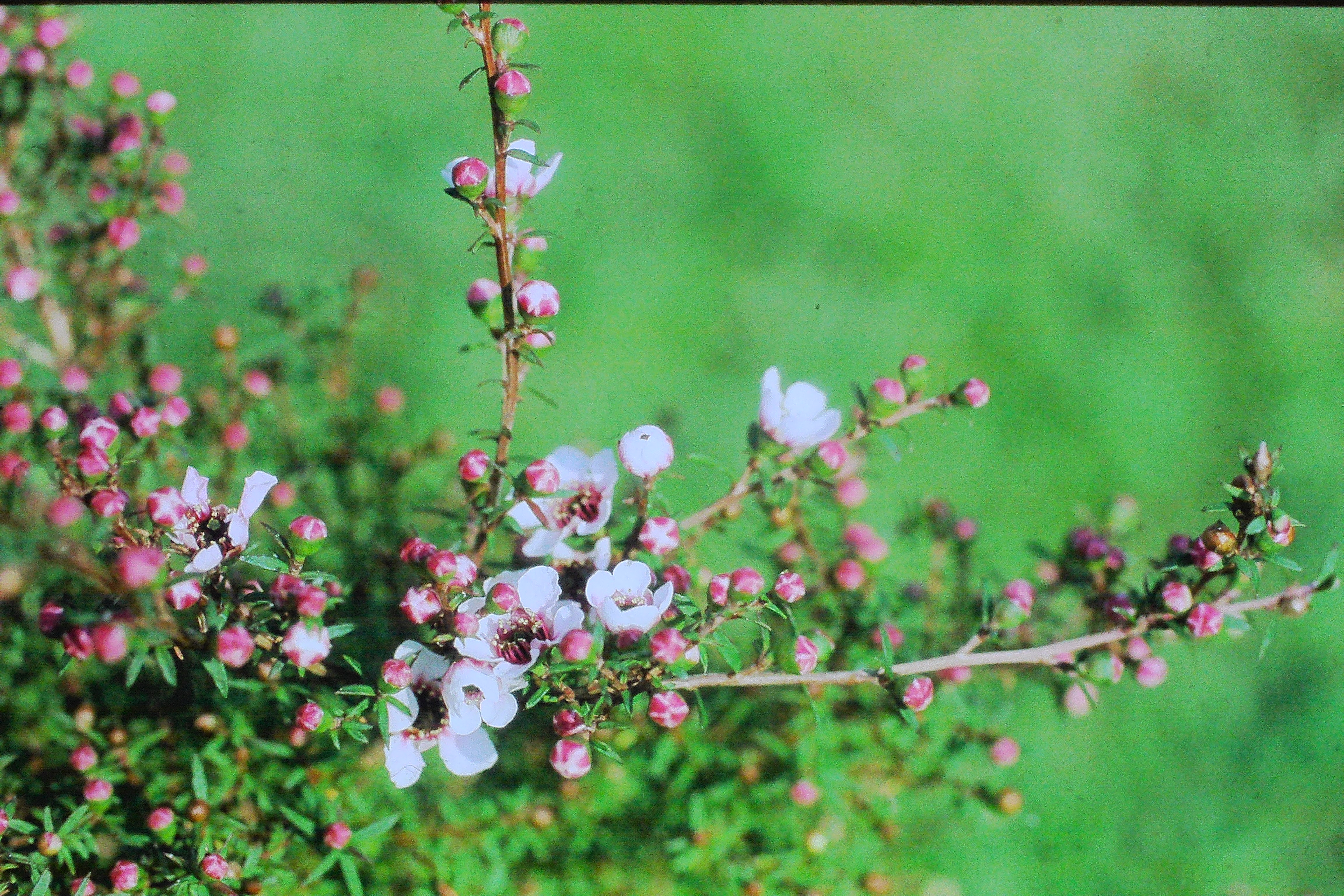 leptospermumscopariumnanumPICT03083a