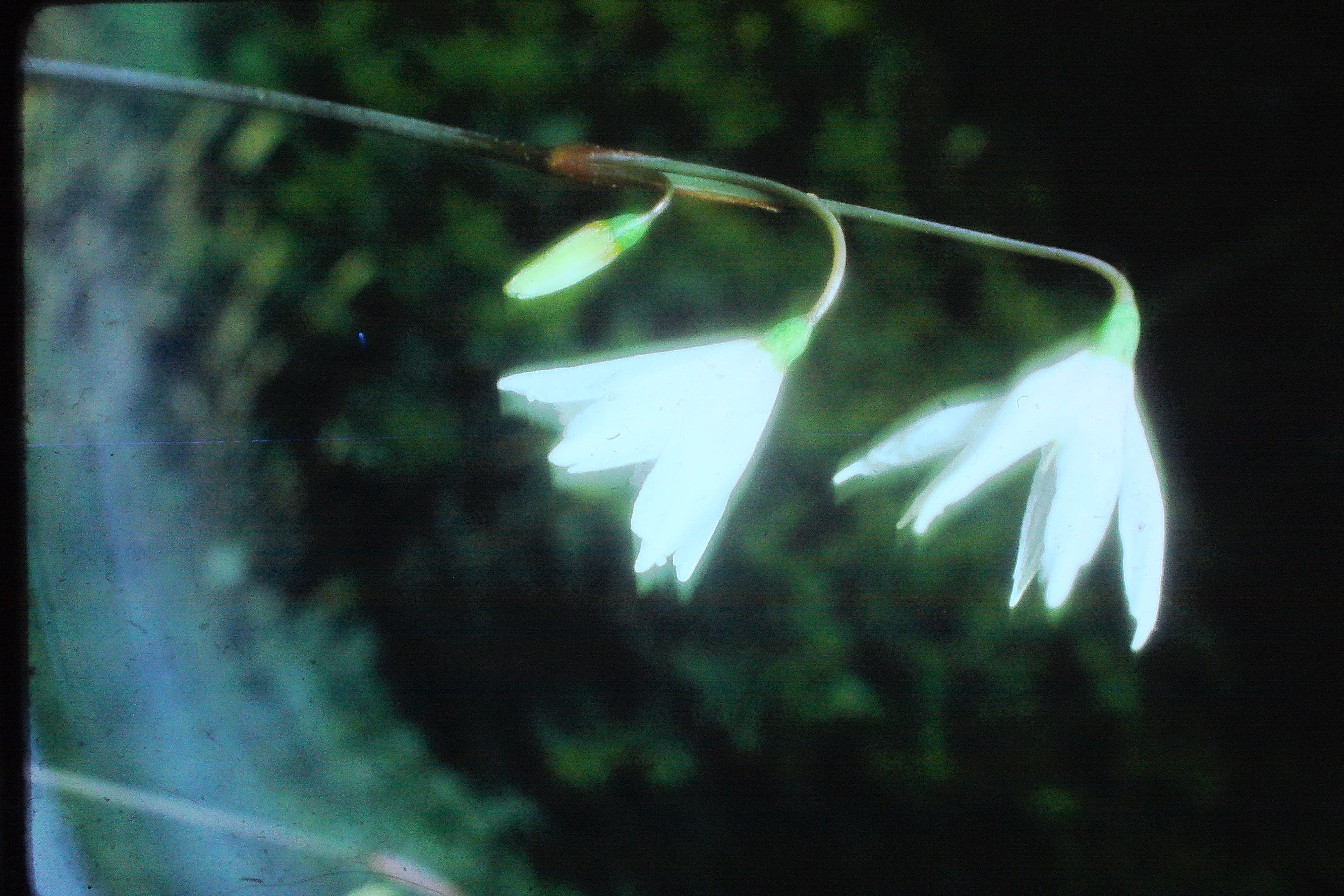 leucojumautumnalePICT03085a