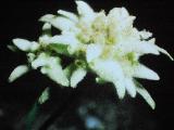 rrcPICT03077indexleontopodiumalpinumoct69edelweissfoord