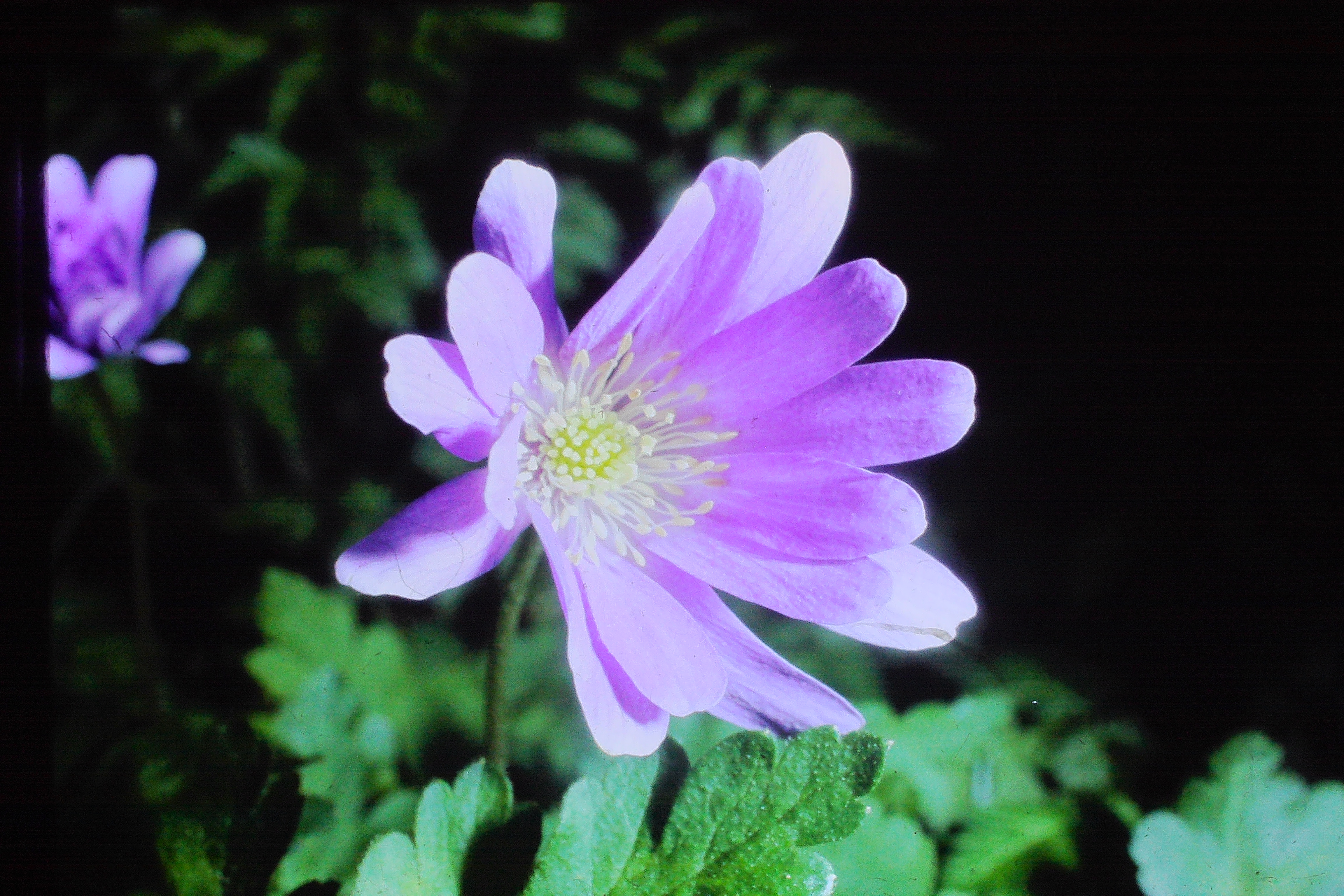 anemoneblanda21468westerhamPICT00380a