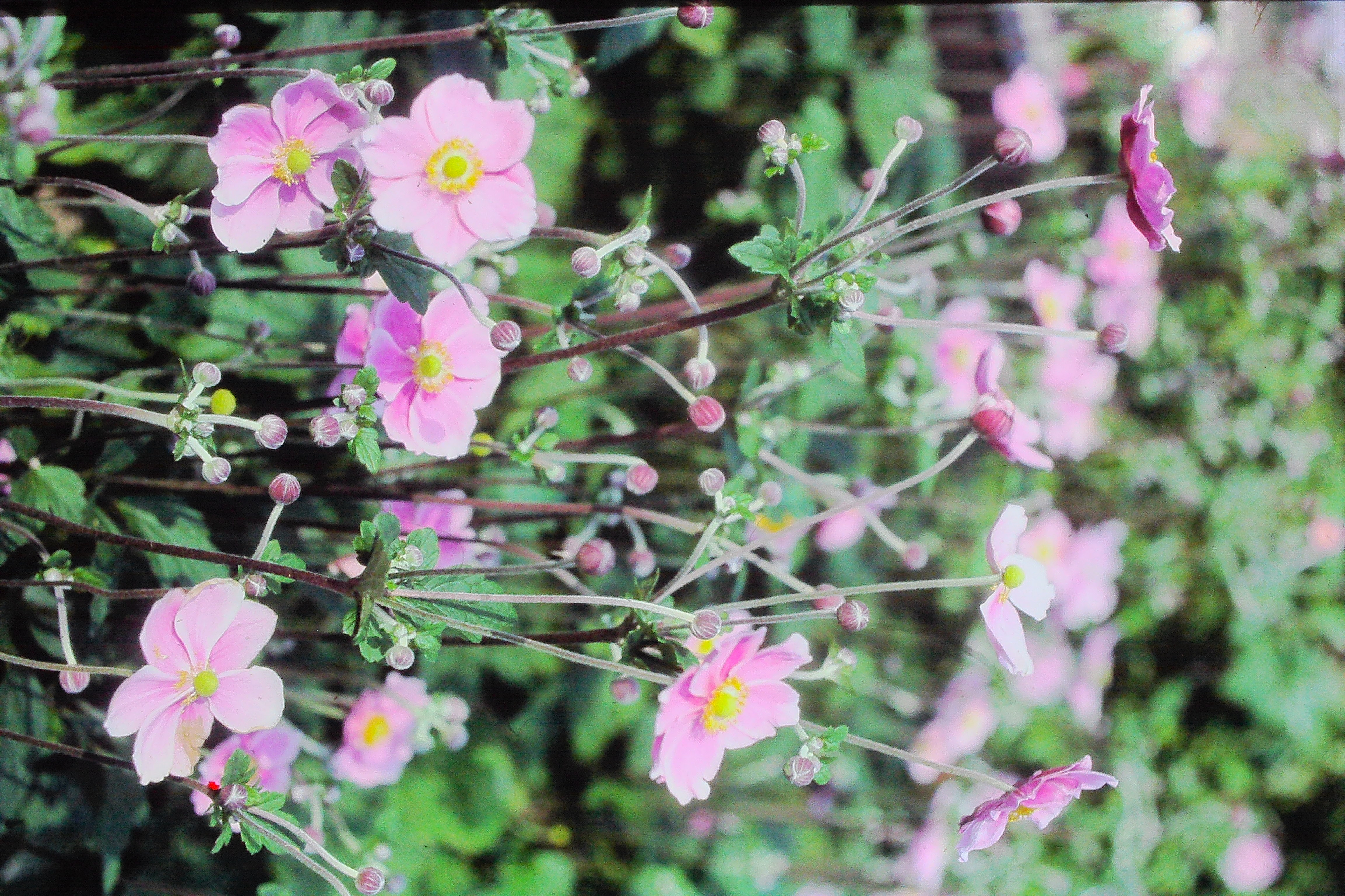 anemoneelegansPICT00406a