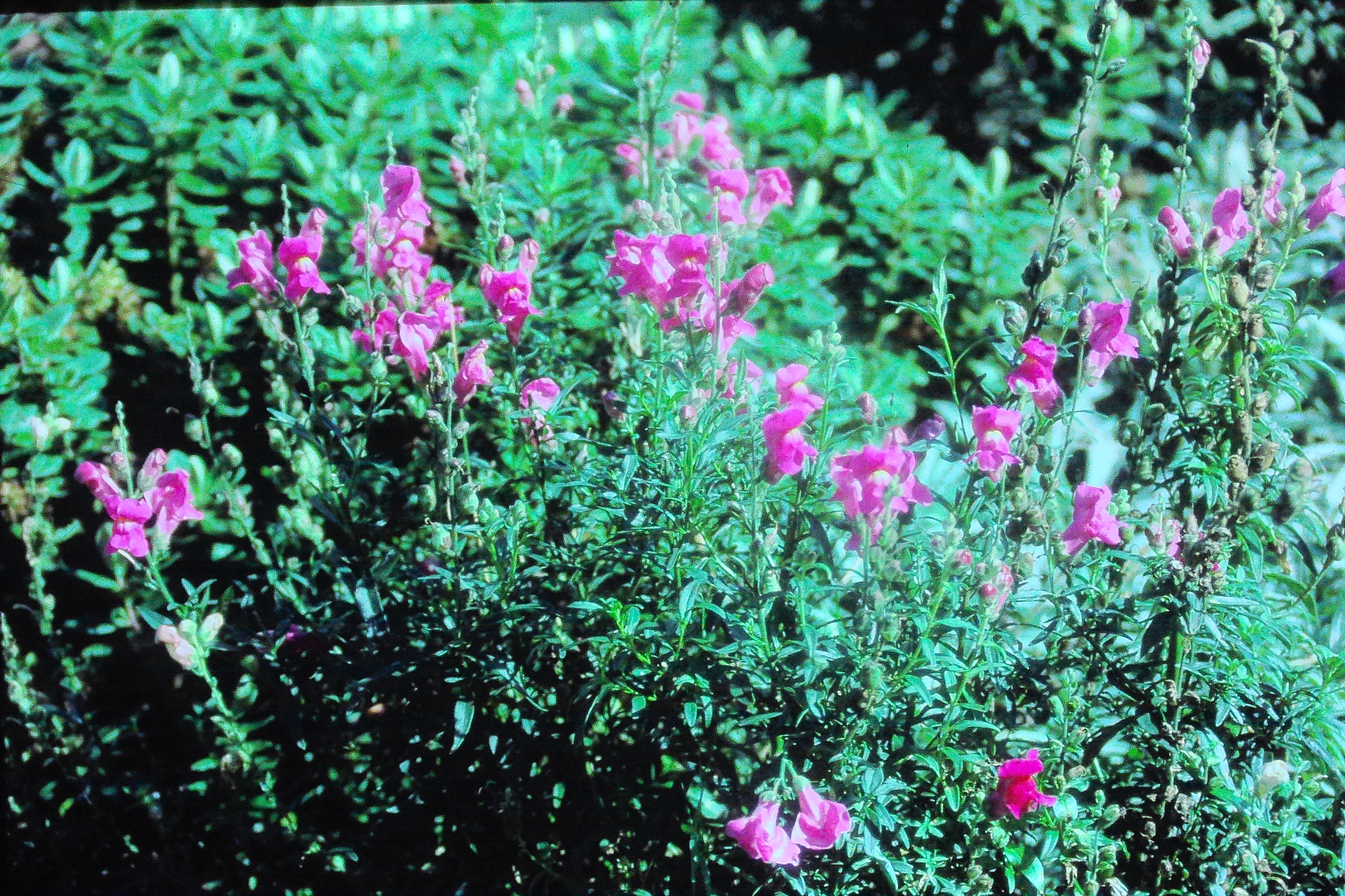 antirrhinummajusoct84PICT00492a