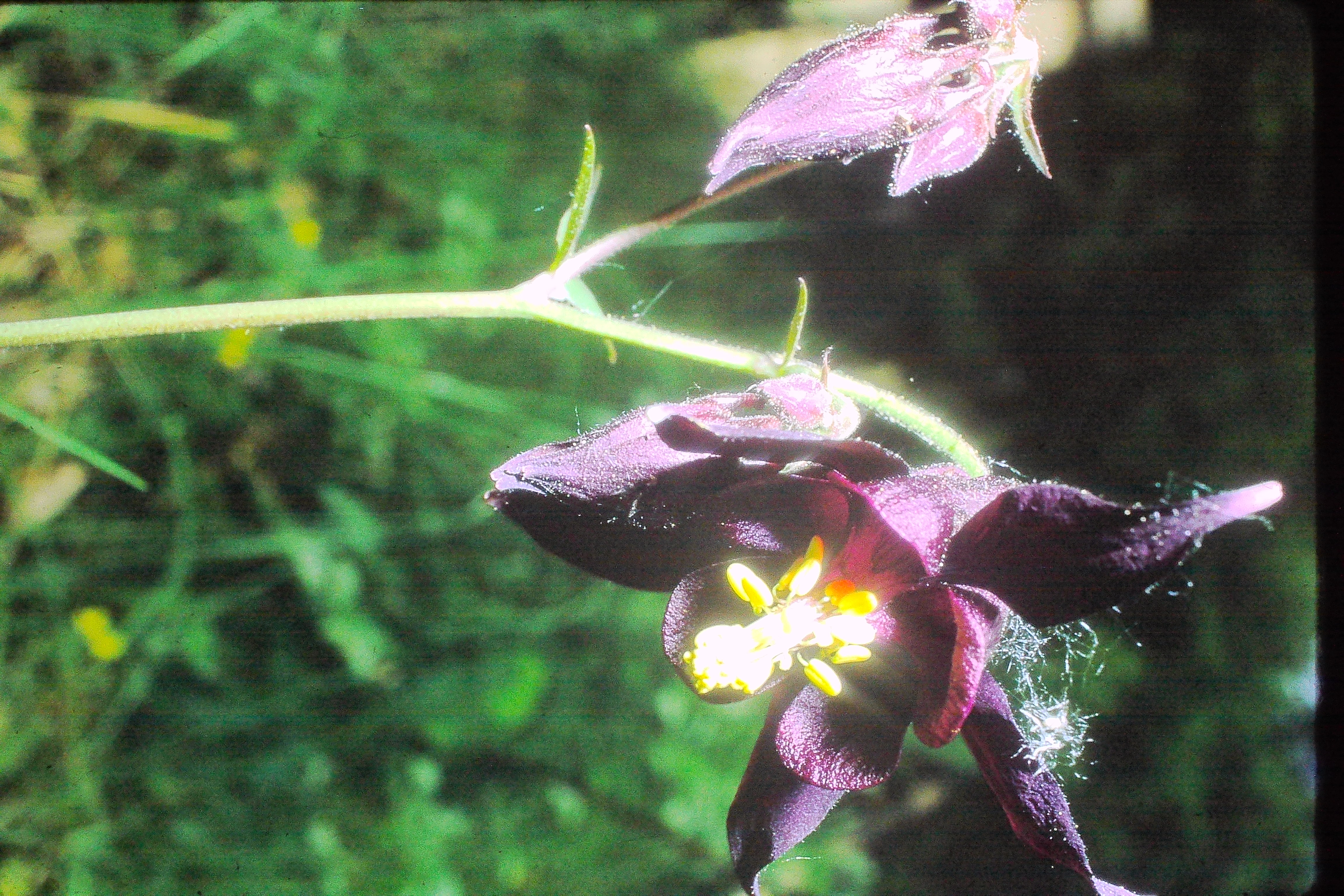 aquilegiaatrata21571PICT00504a