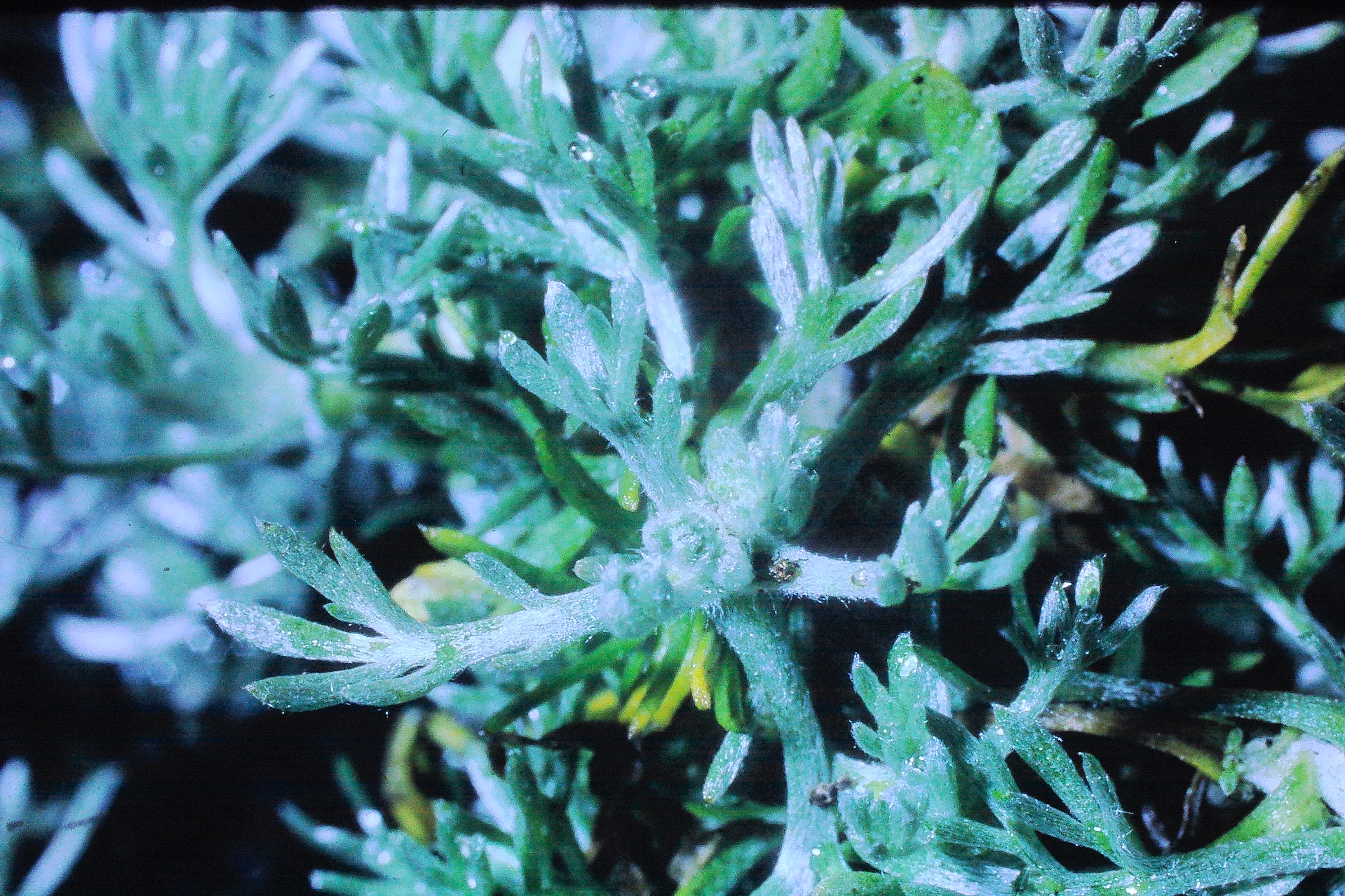 artemisiaassoana14968PICT00585a