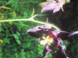 aPICT00504indexaquilegiaatrata21571foord