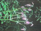 aPICT00505indexaquilegiaatrata17571foord
