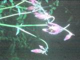 aPICT00510indexaquilegiaatrata17571foord