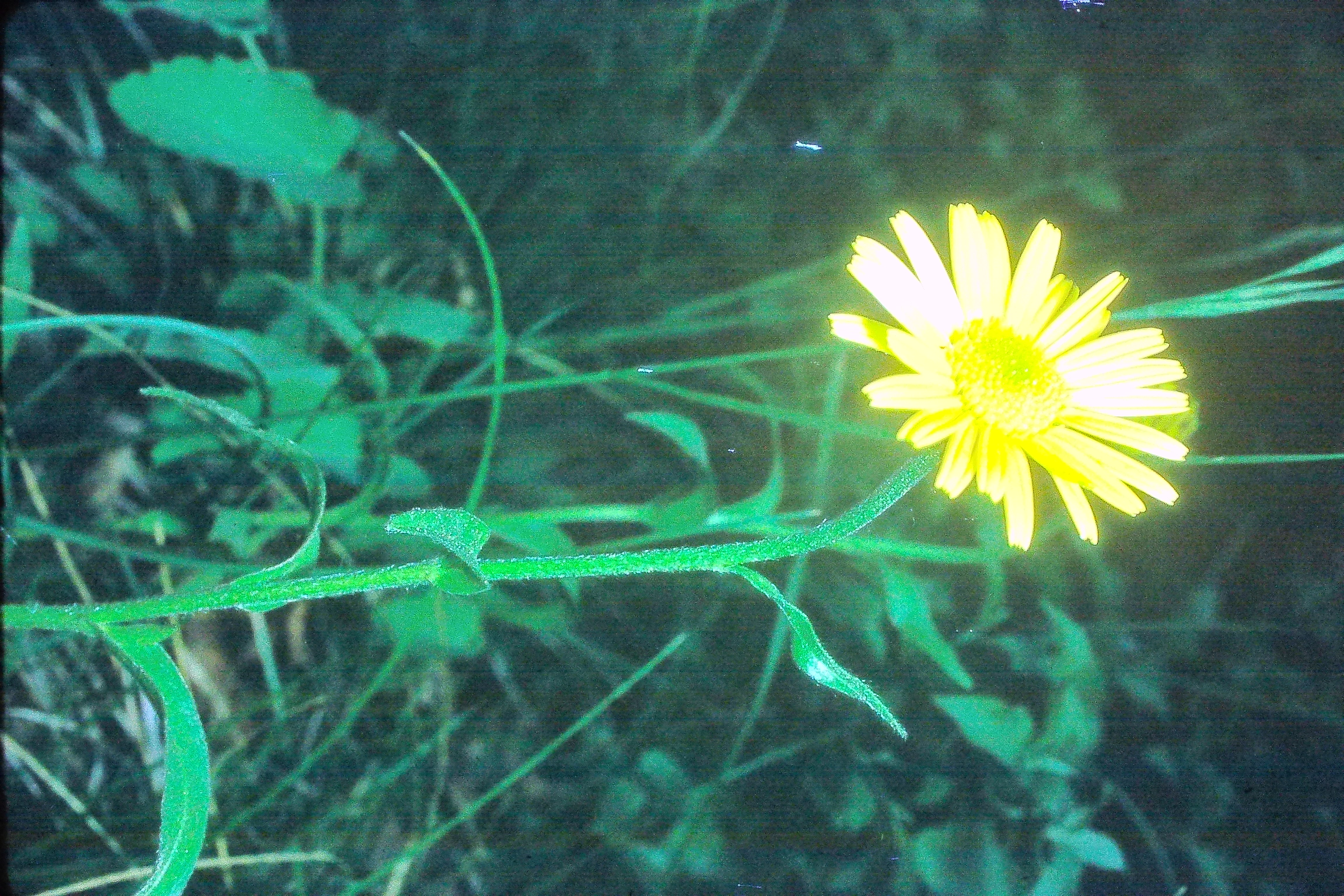 buphthalmumsalicifolium19571yellowoxeyePICT00722a
