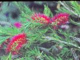 cPICT00742indexcallistemoncitrinus0991bottlebrushfoord