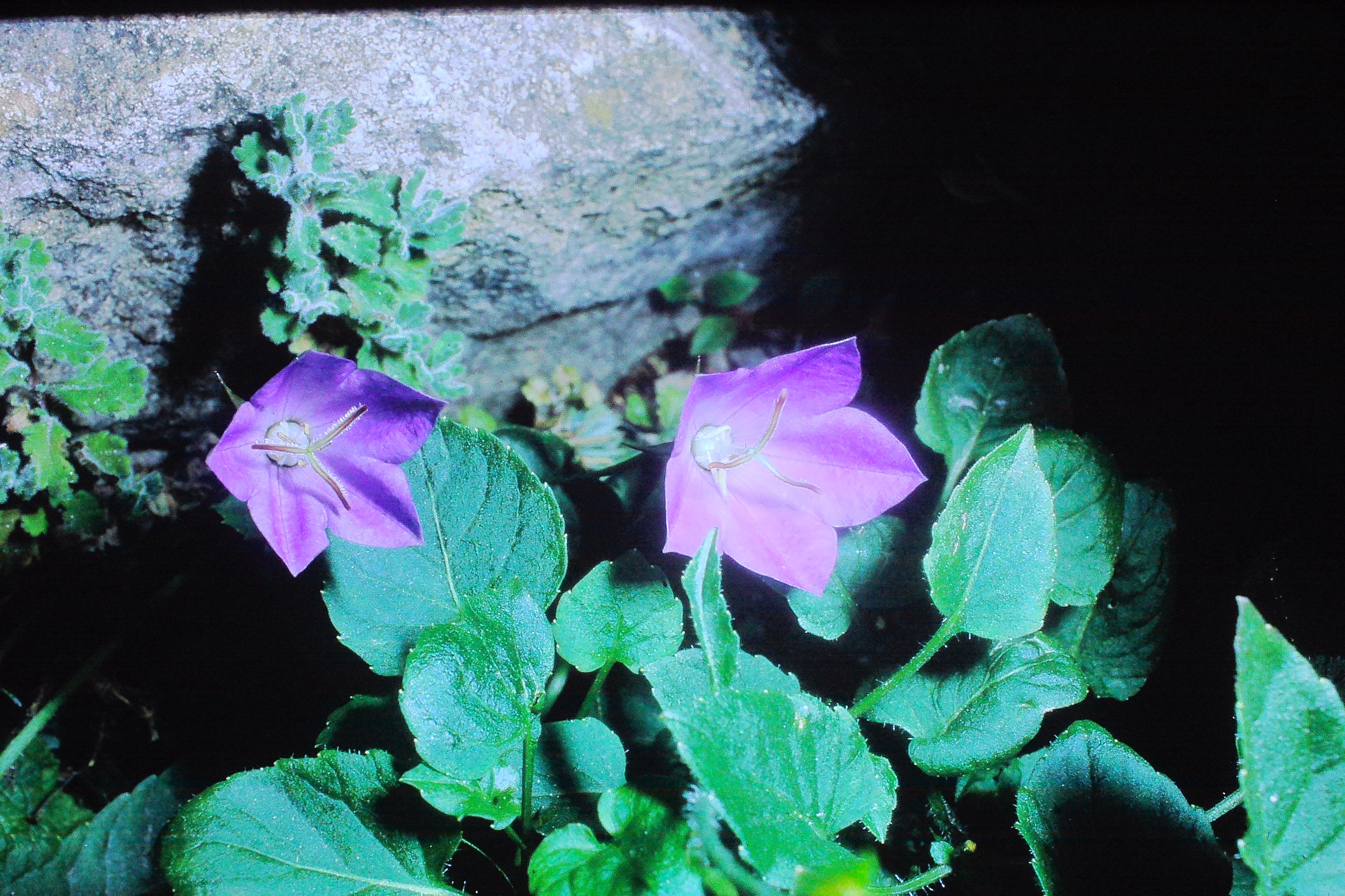 campanulacarpaticaaug70PICT00765a