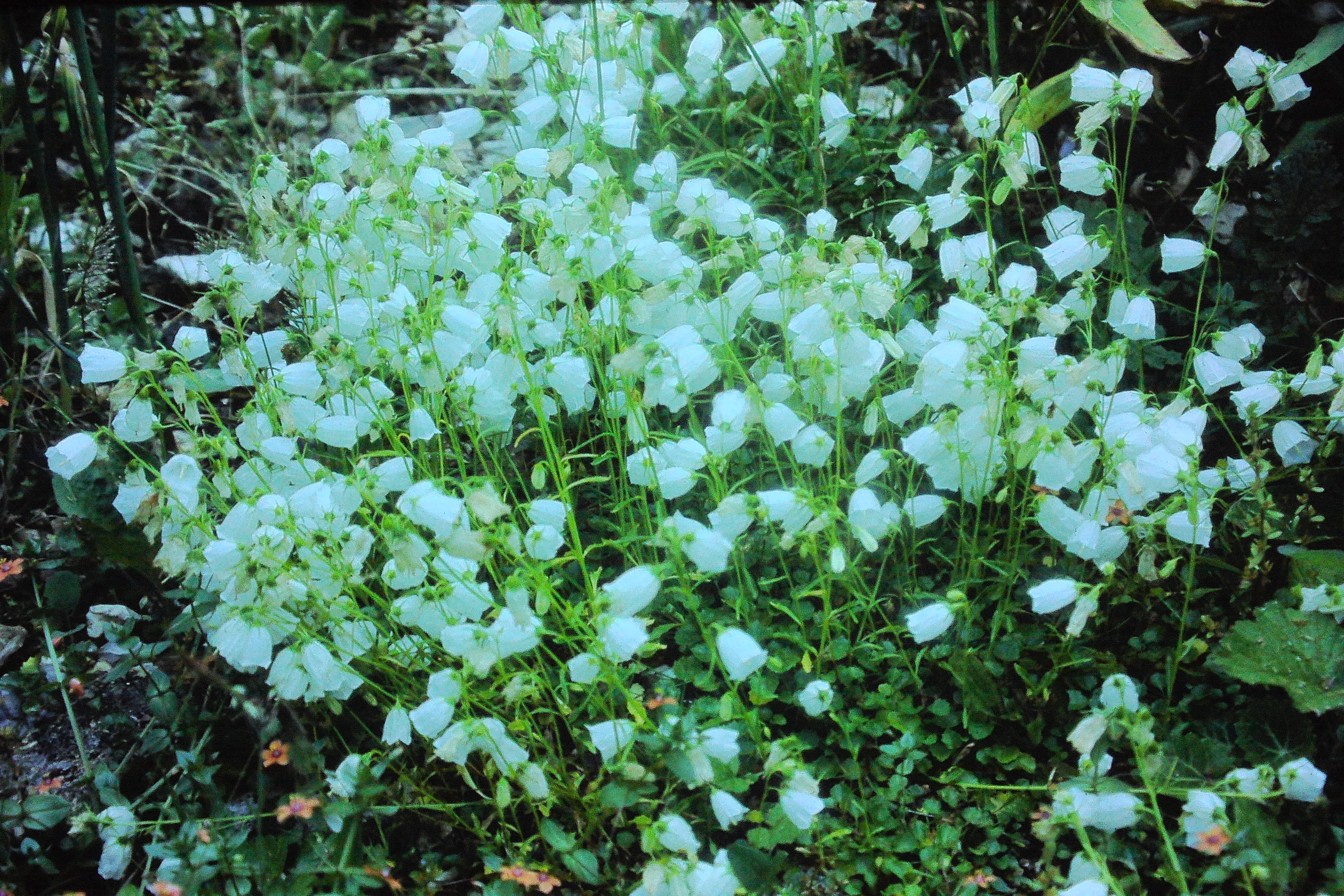 campanulacochlearifoliaalbaaug79PICT00782a