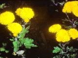 cPICT00975indexchrysanthemumgoldenorfeoct78foord