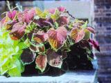 cPICT01128indexcoleusblumeiatrochester190988mixedcoloursfoord