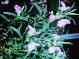 cPICT01134indexconradinaeverticulata23570inalpinehouseatwisleyjun70foord