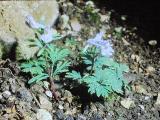 cPICT01205indexcorydaliscashmerianaoct70foord