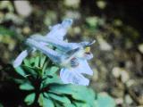 cPICT01207indexcorydaliscashmerianaoct70foord