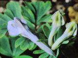 cPICT01209indexcorydaliscashmerianasep70foord