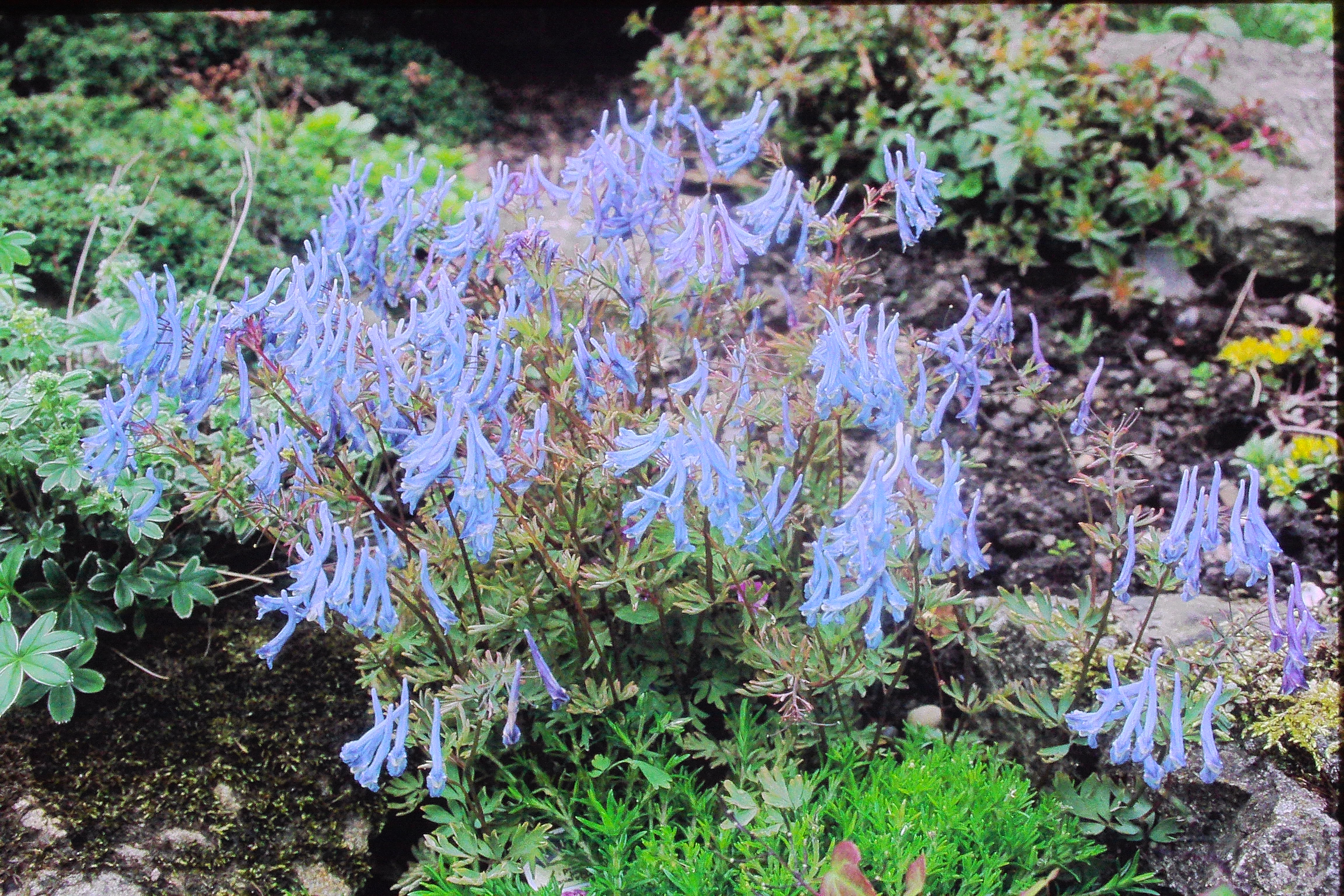 corydalisflexuosaPICT01224a