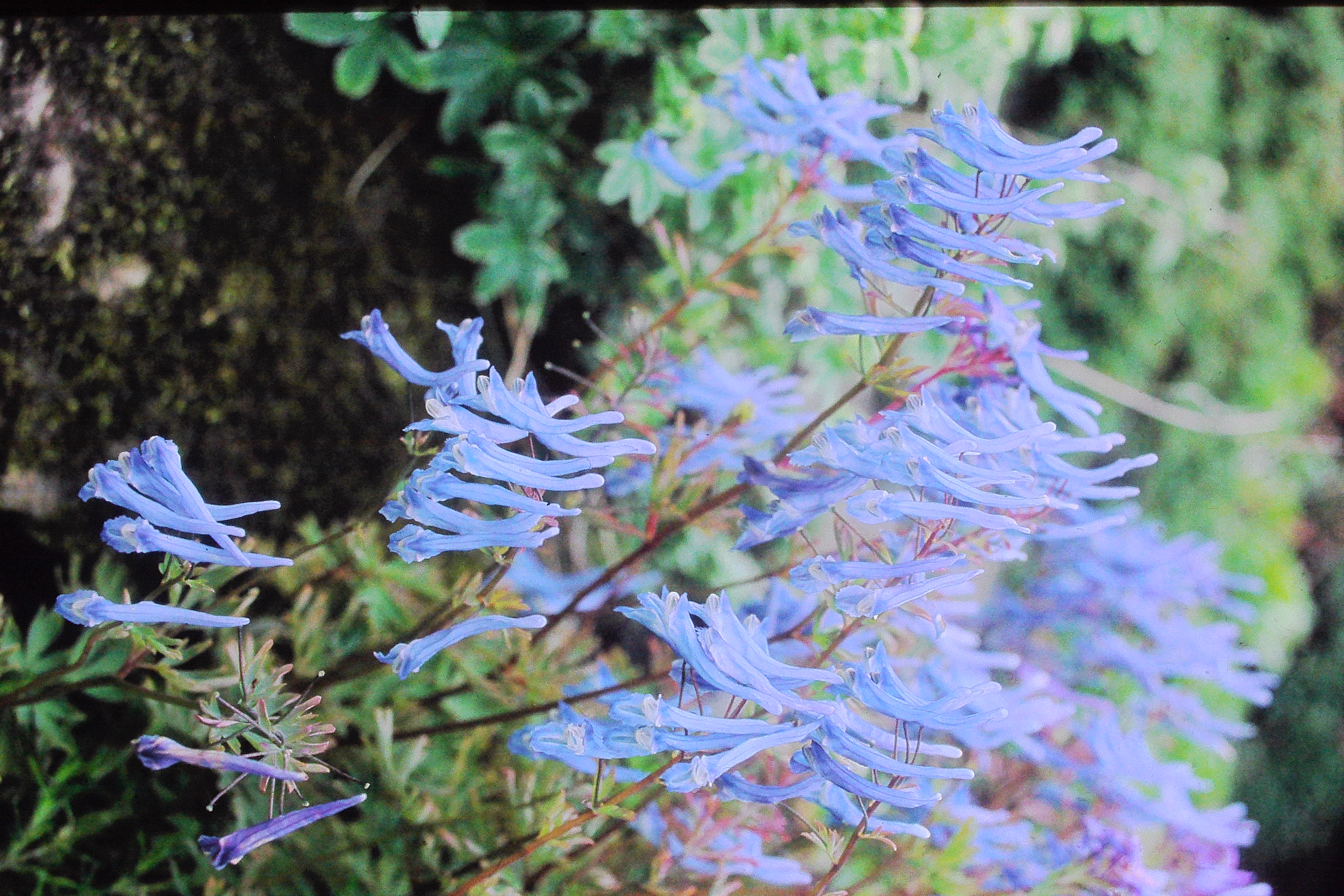 corydalisflexuosaPICT01226a