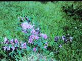 rrcPICT01392indexcytisuspurpureusincarnatusjun81foord