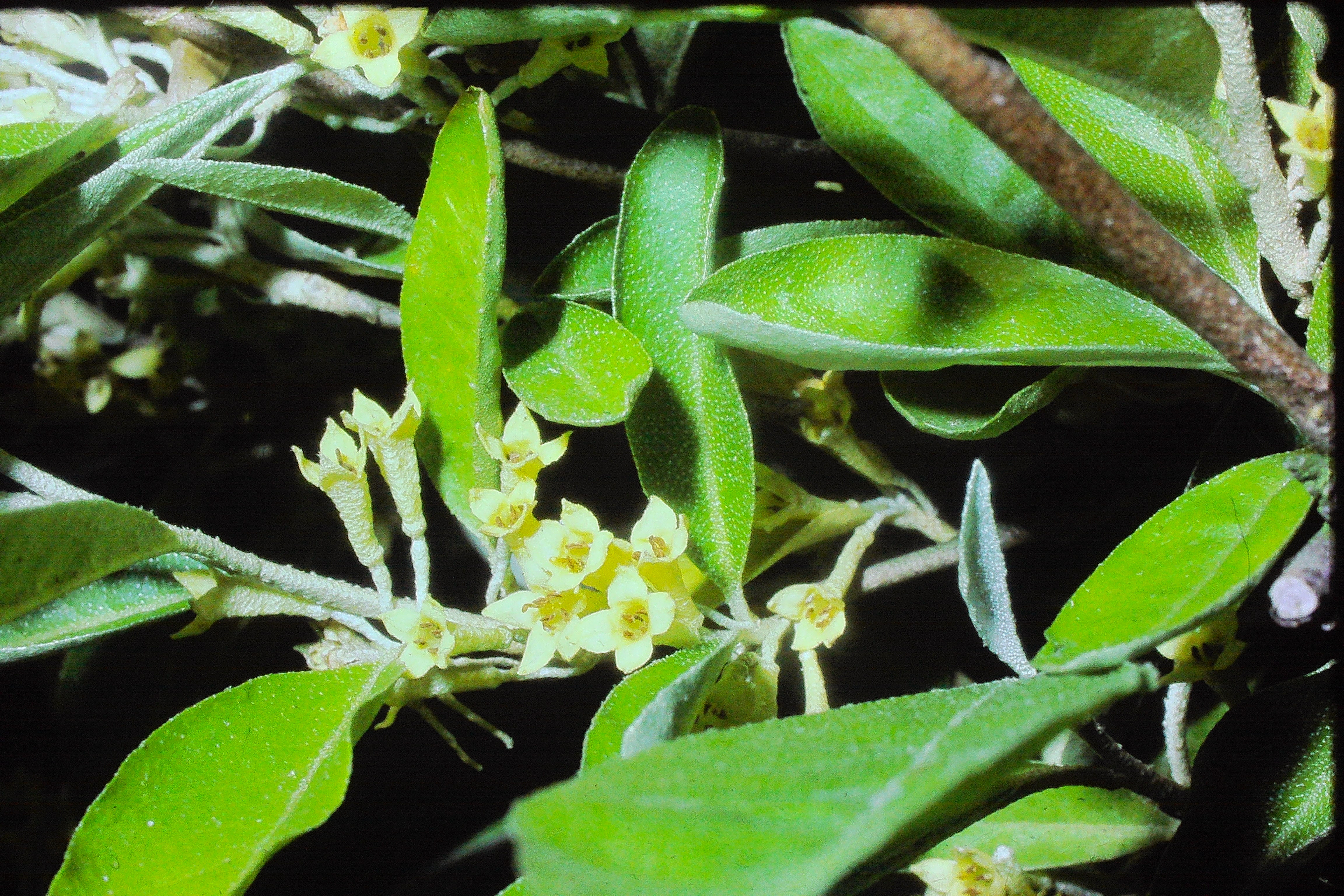 eleagnusparvifoliajul79PICT01713a