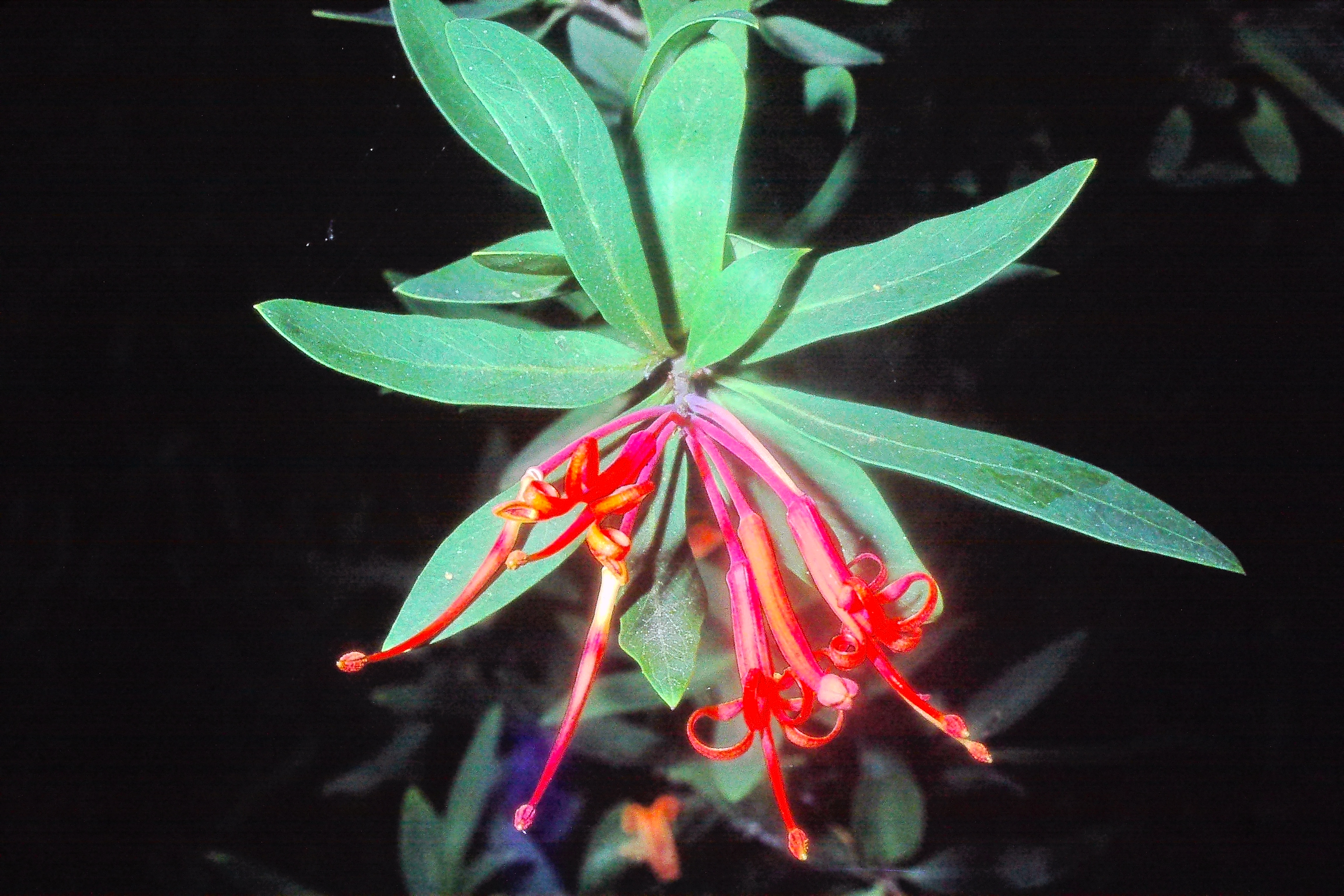 embothrumcoccineumjul79PICT01716a