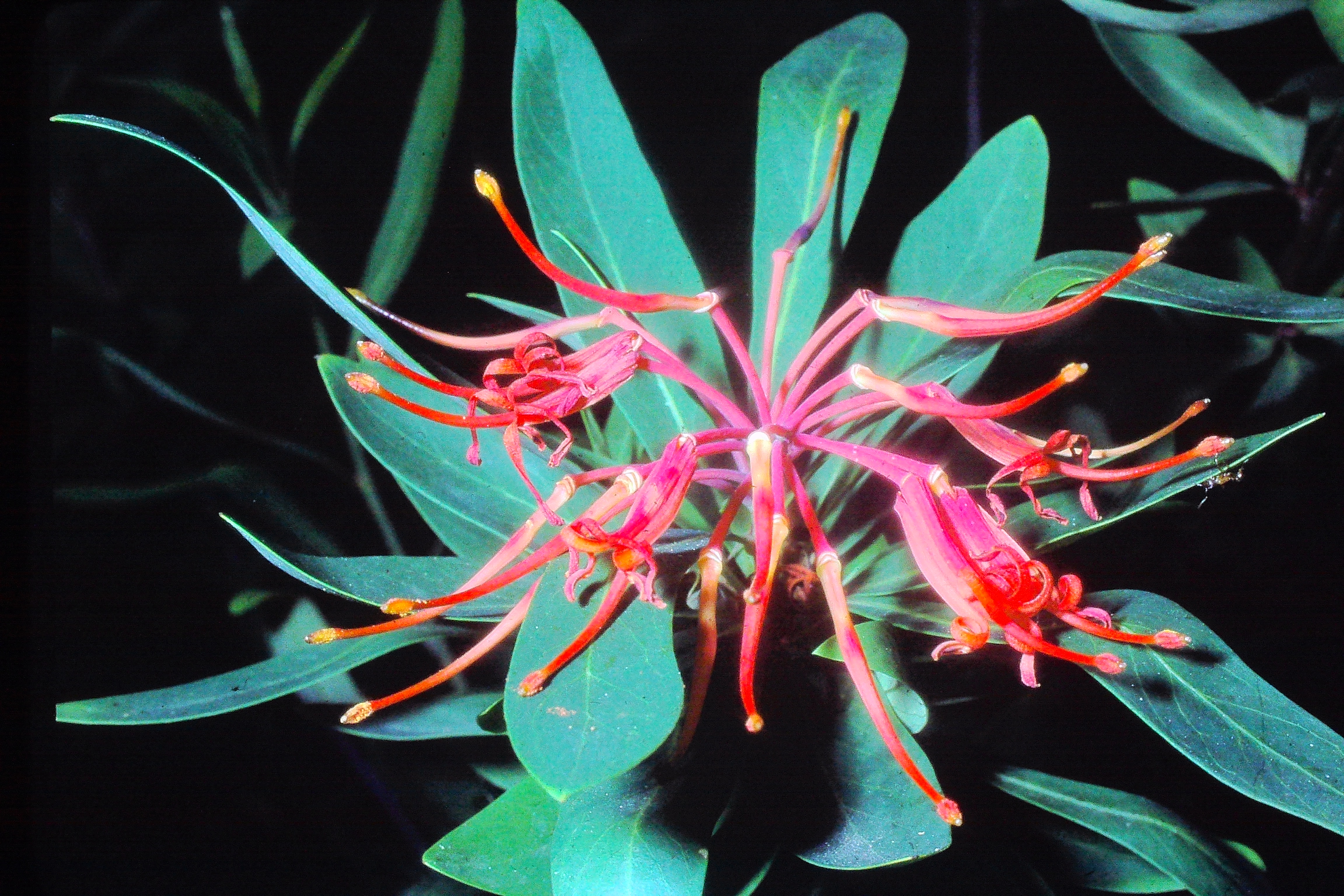 embothrumcoccineumjul79chileanfirebushPICT01717a