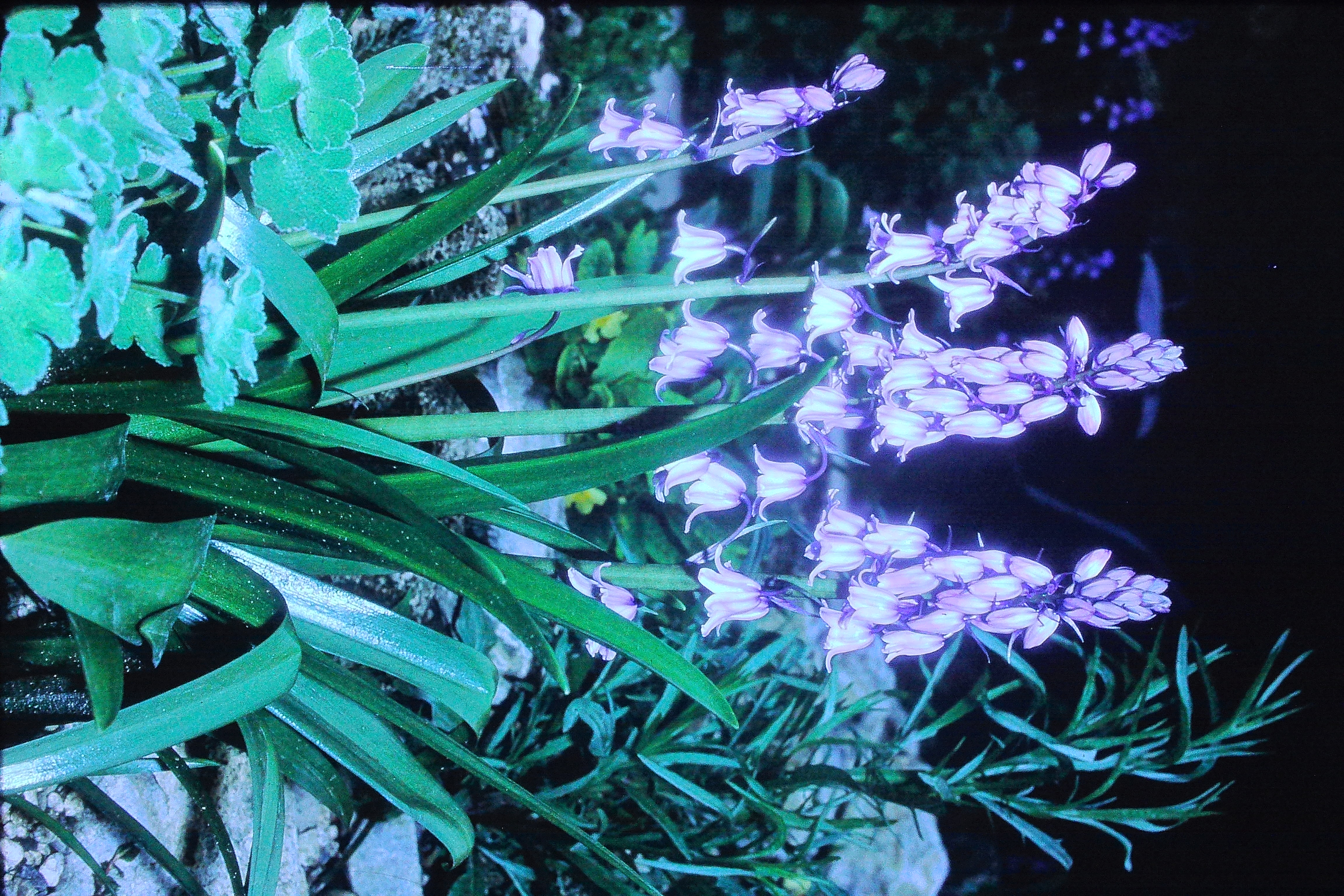 endymionhispanicusmay69spanishbluebellsPICT01718a