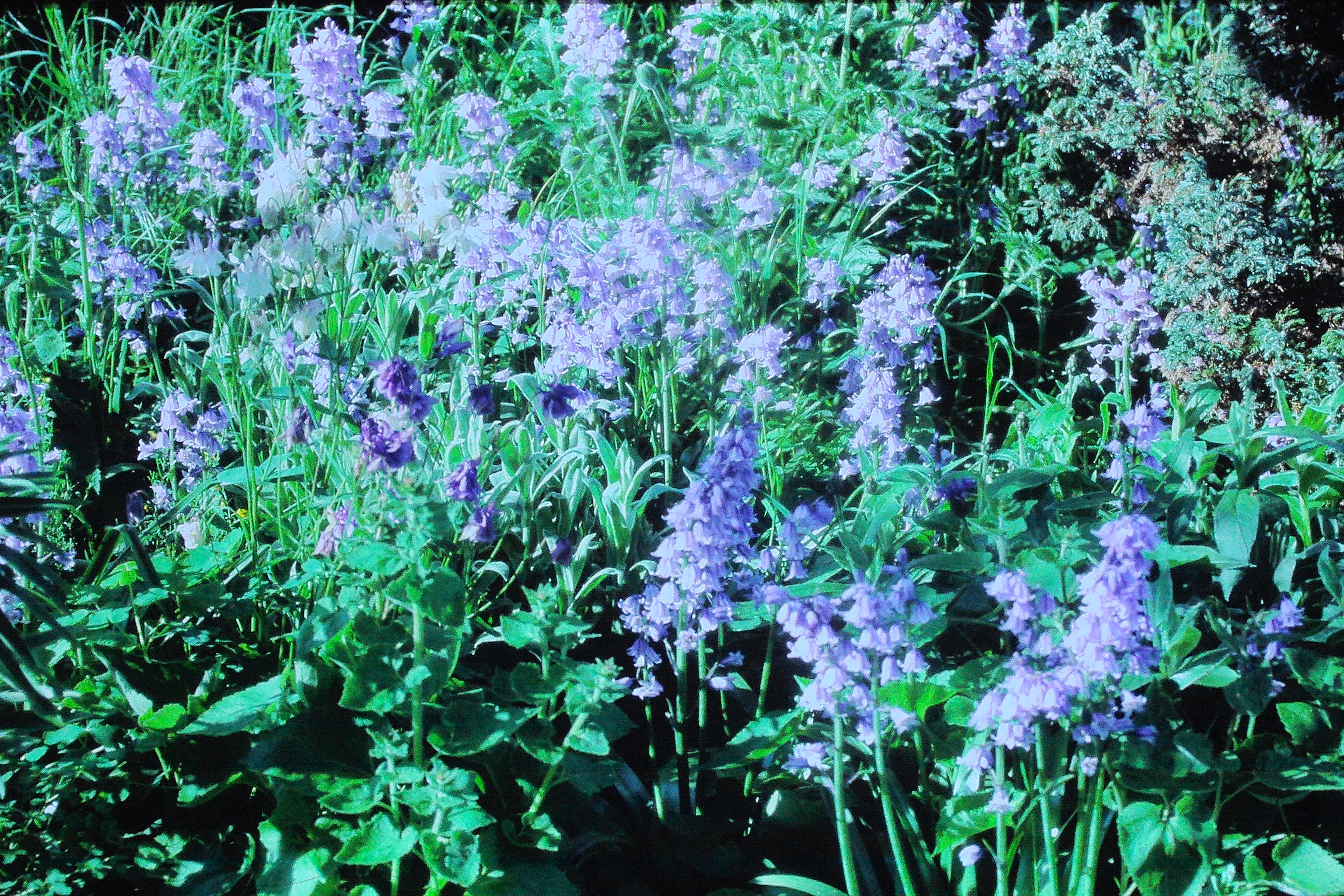 endymionhispanicusmay85spanishbluebellsPICT01720a