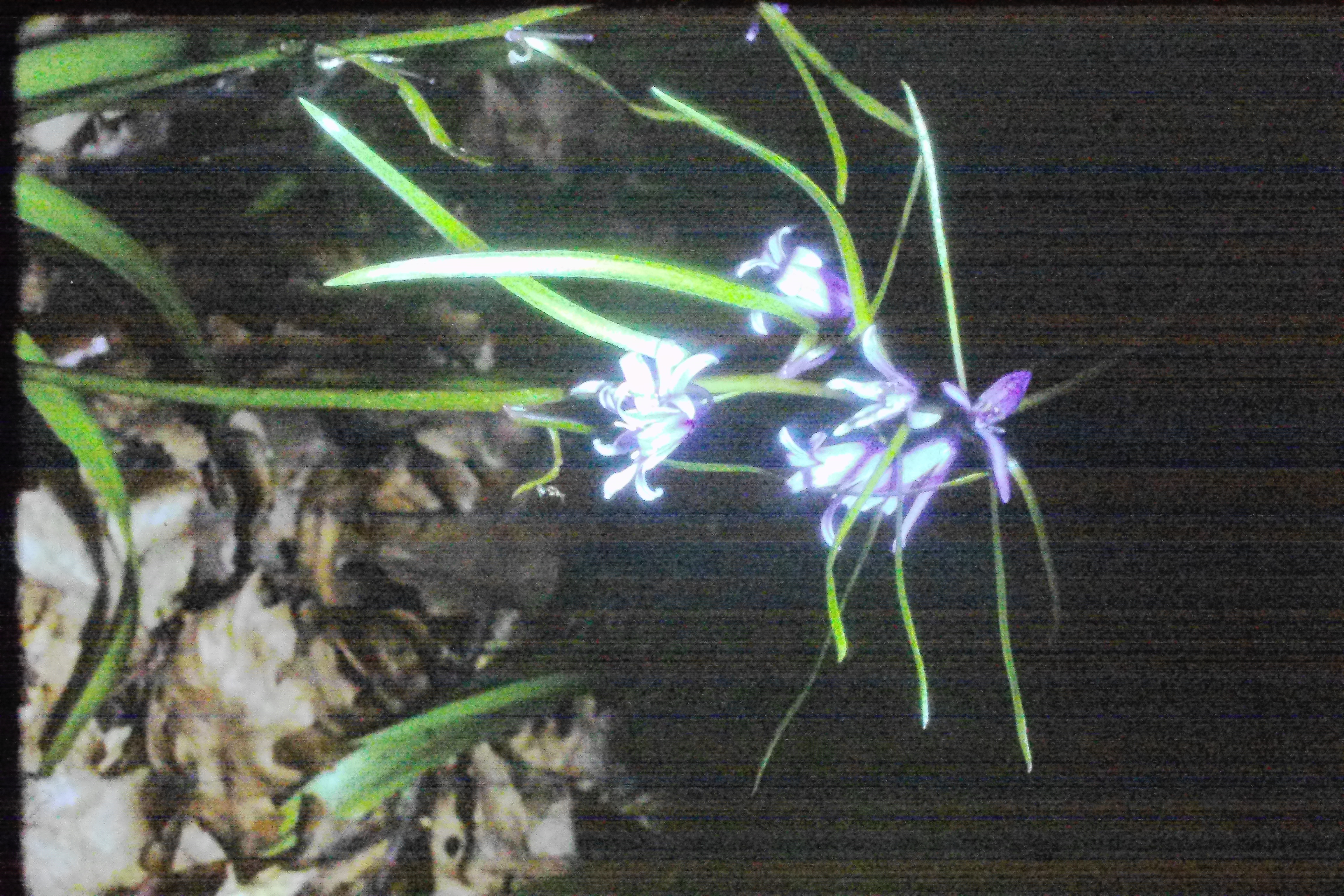 endymionnonscriptusmay84bluebellPICT01730a