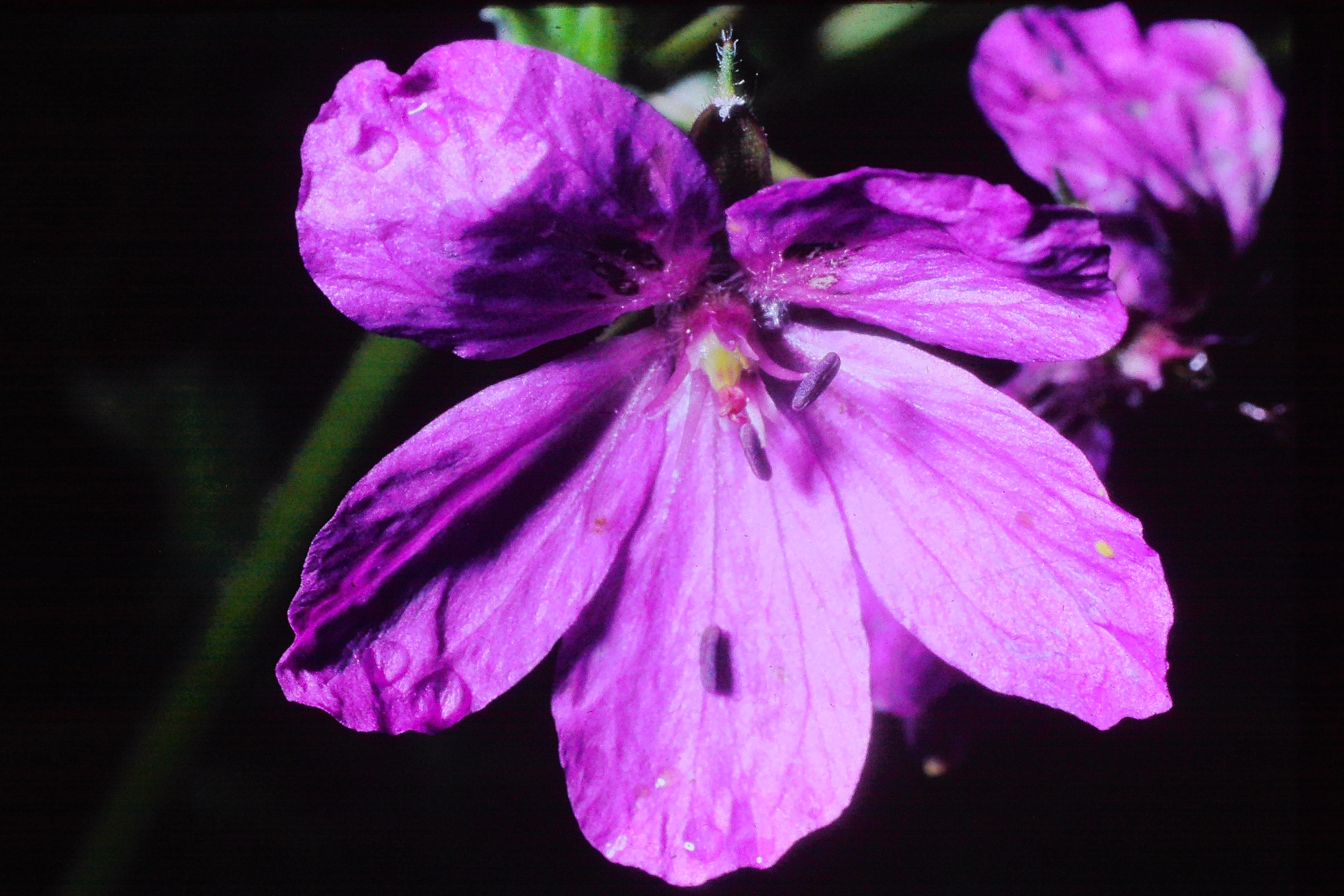 erodiumcarvifolium14968PICT01803a
