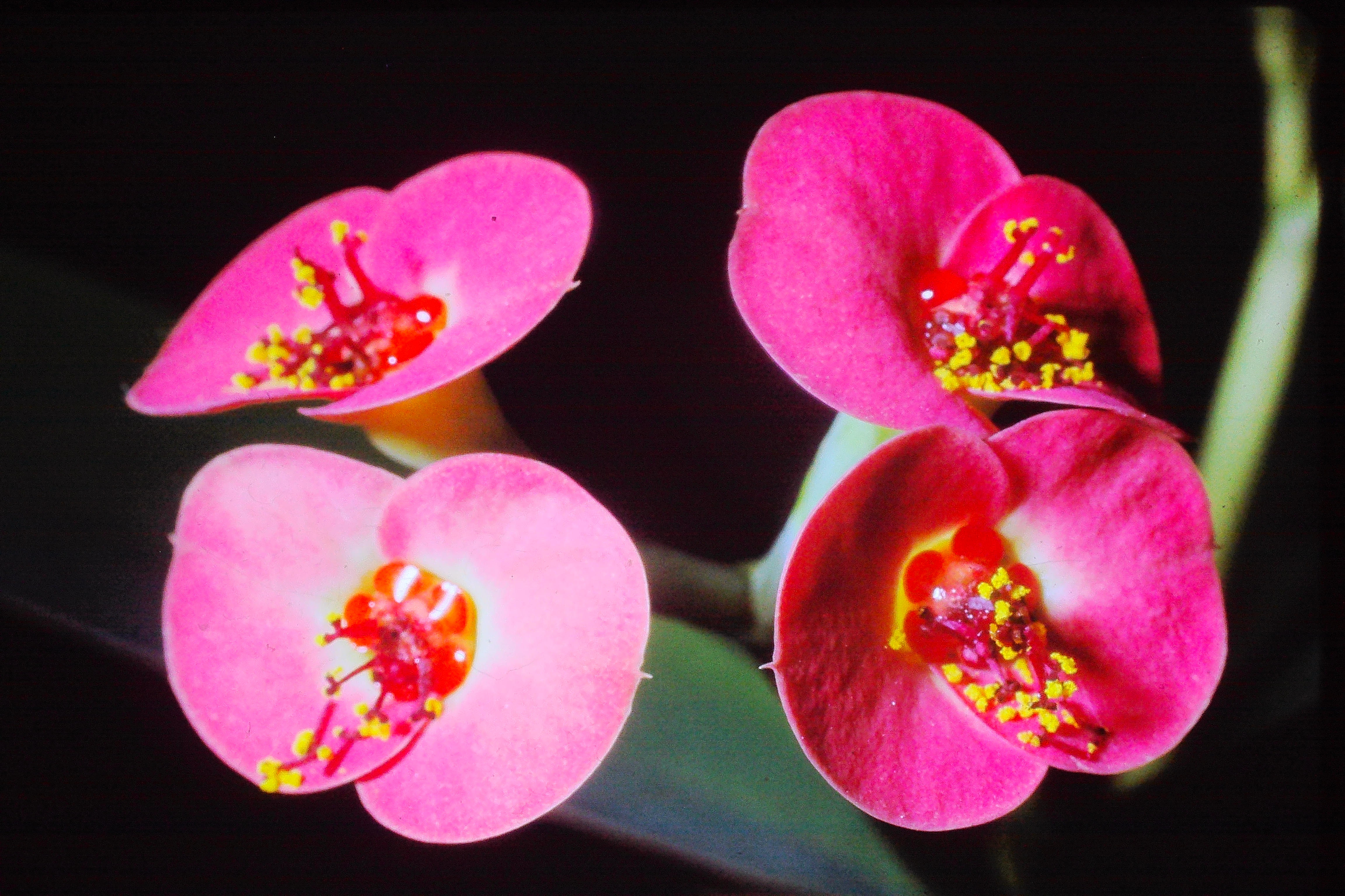euphorbiahislopiamar65incactushouseofkeworiginmadagascarPICT01891a