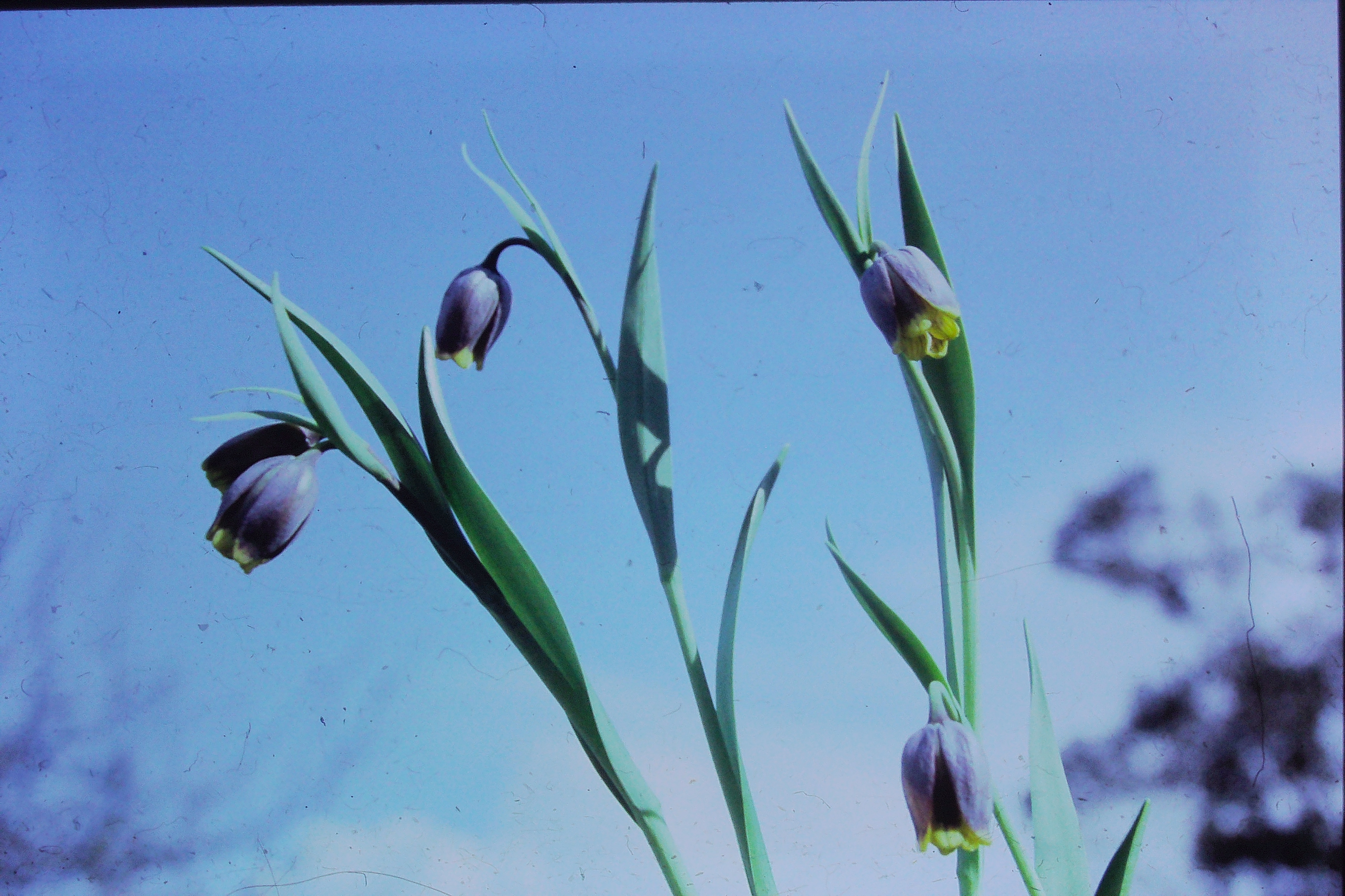 fritillariaassyriaca0491PICT01954a