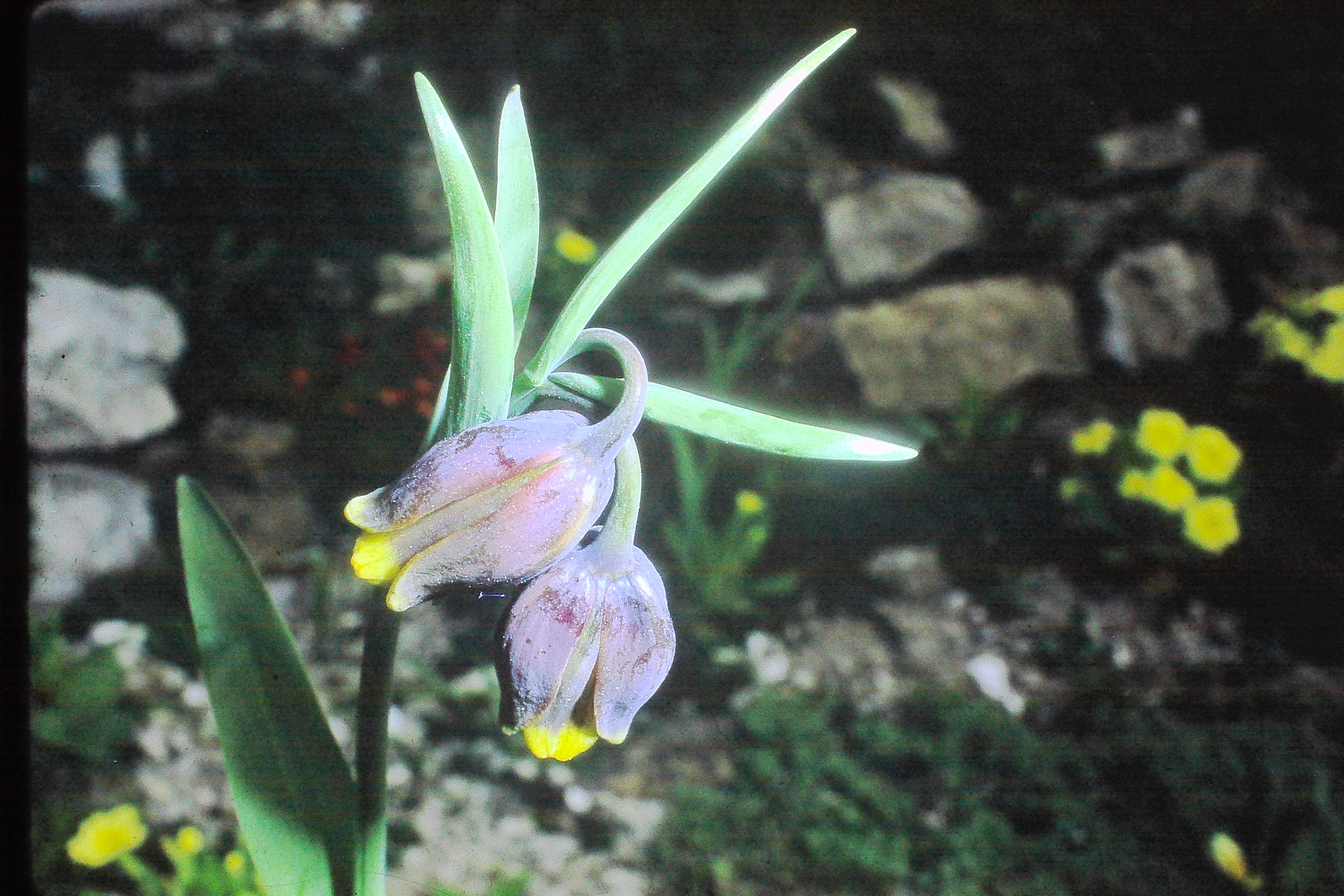 fritillariaassyriaca1571PICT01952a
