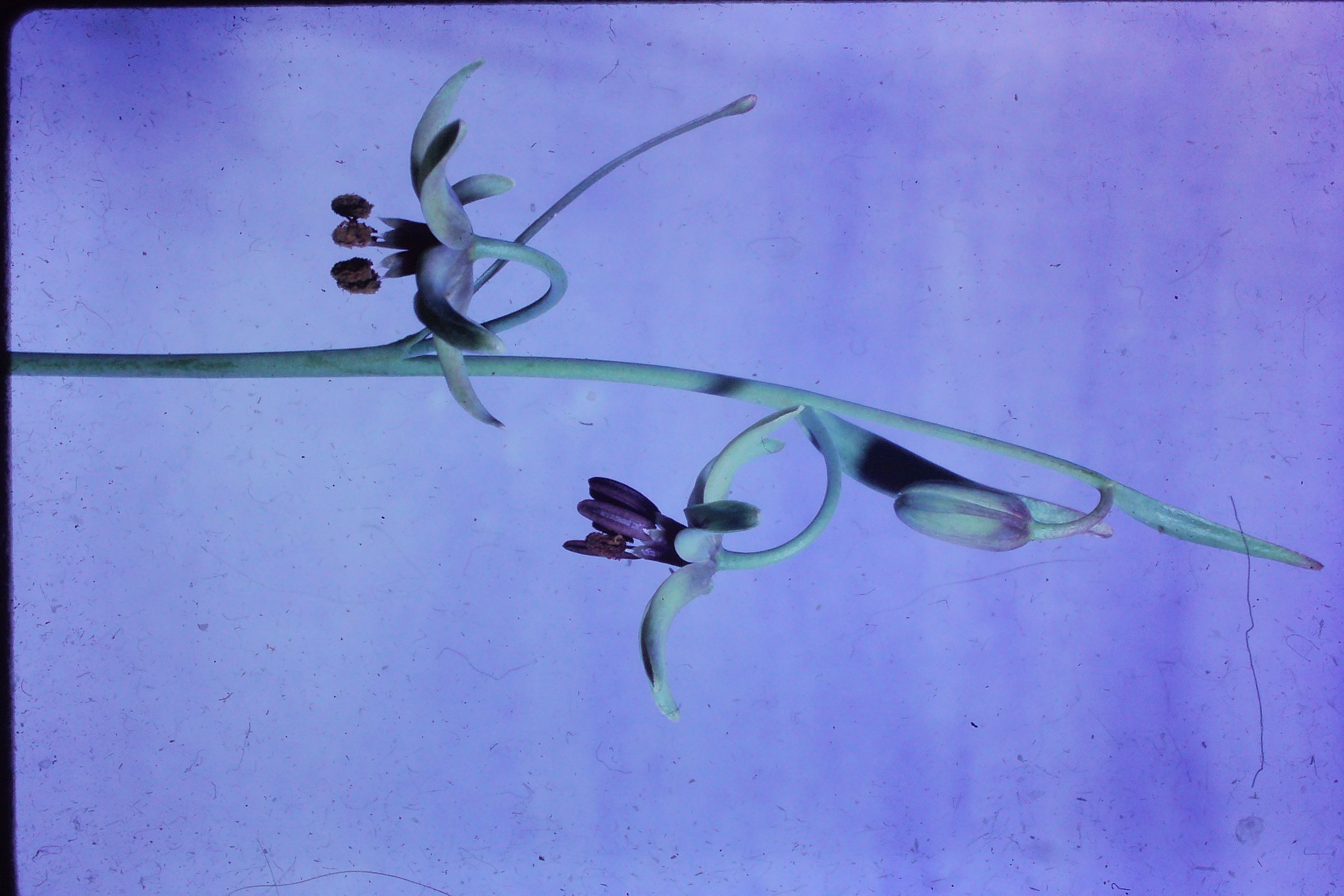fritillariabrandegeiPICT01959a