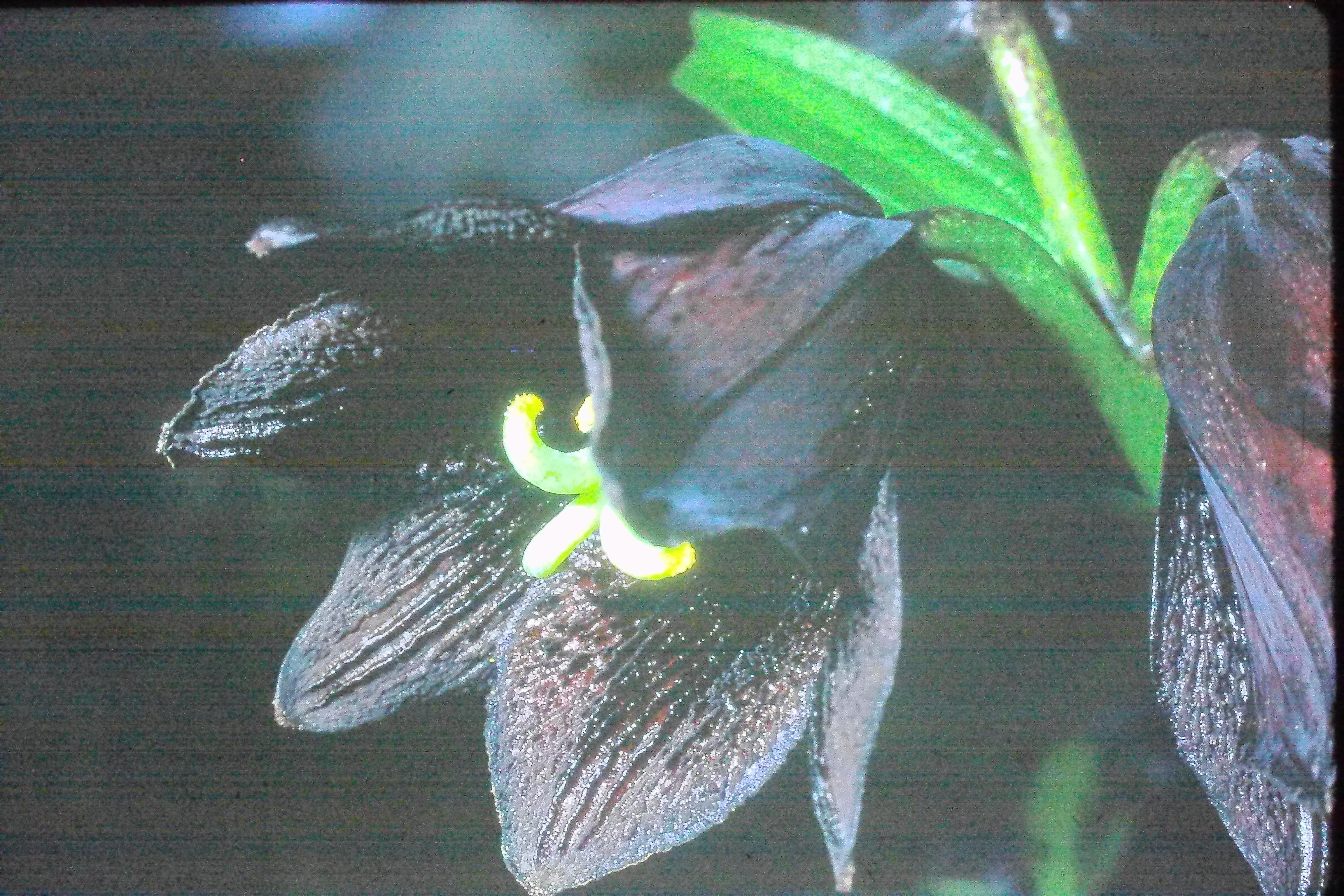 fritillariacamschatcensisjun71PICT01971a