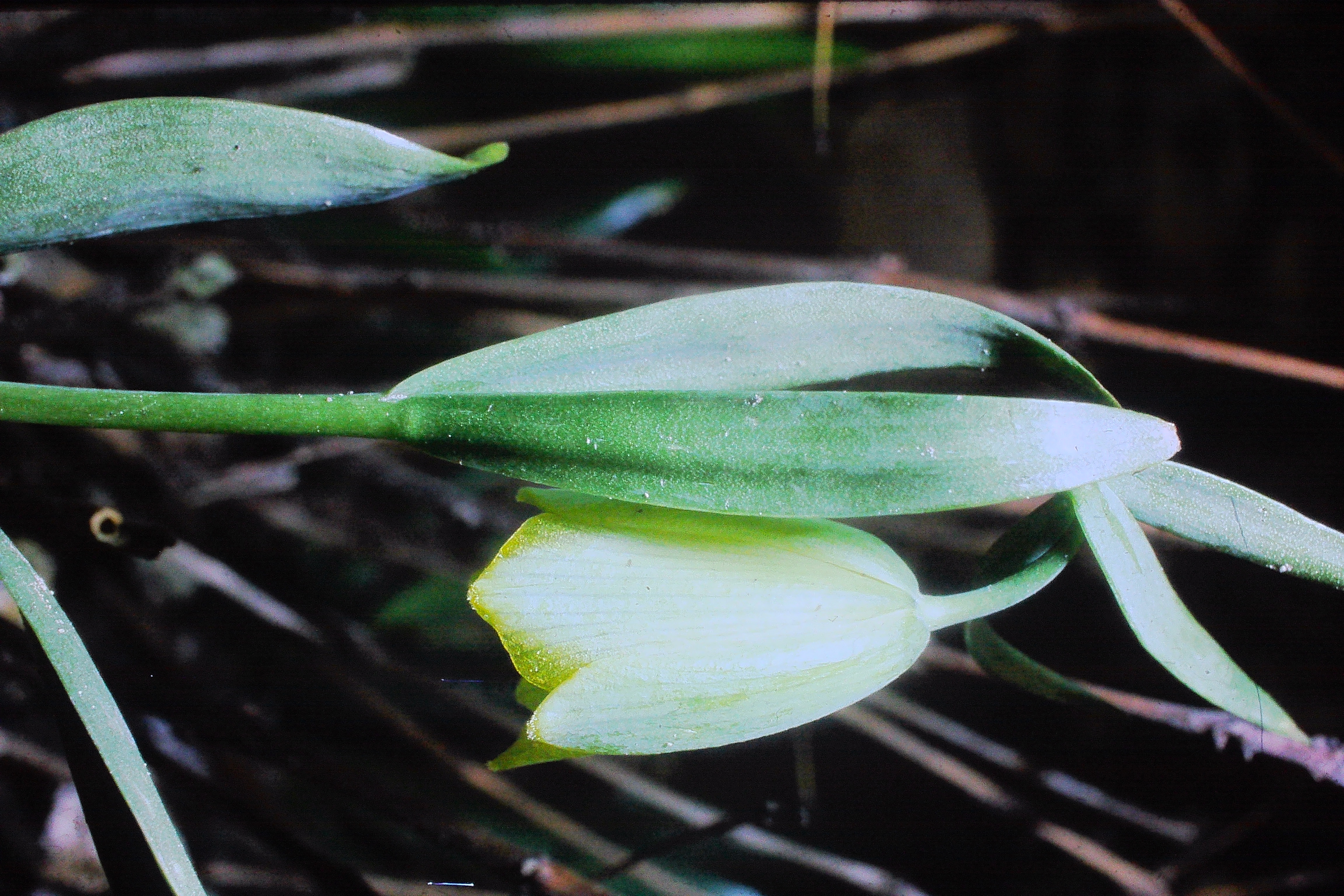 fritillariacitrinamay70PICT01978a